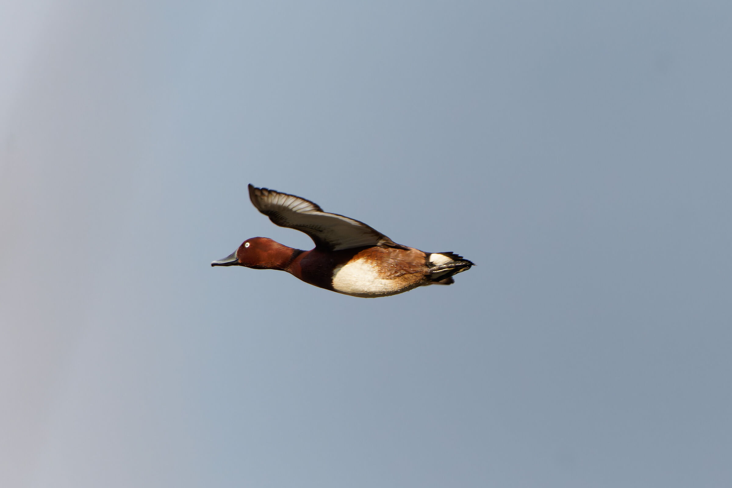 Ferruginous duck in flight...