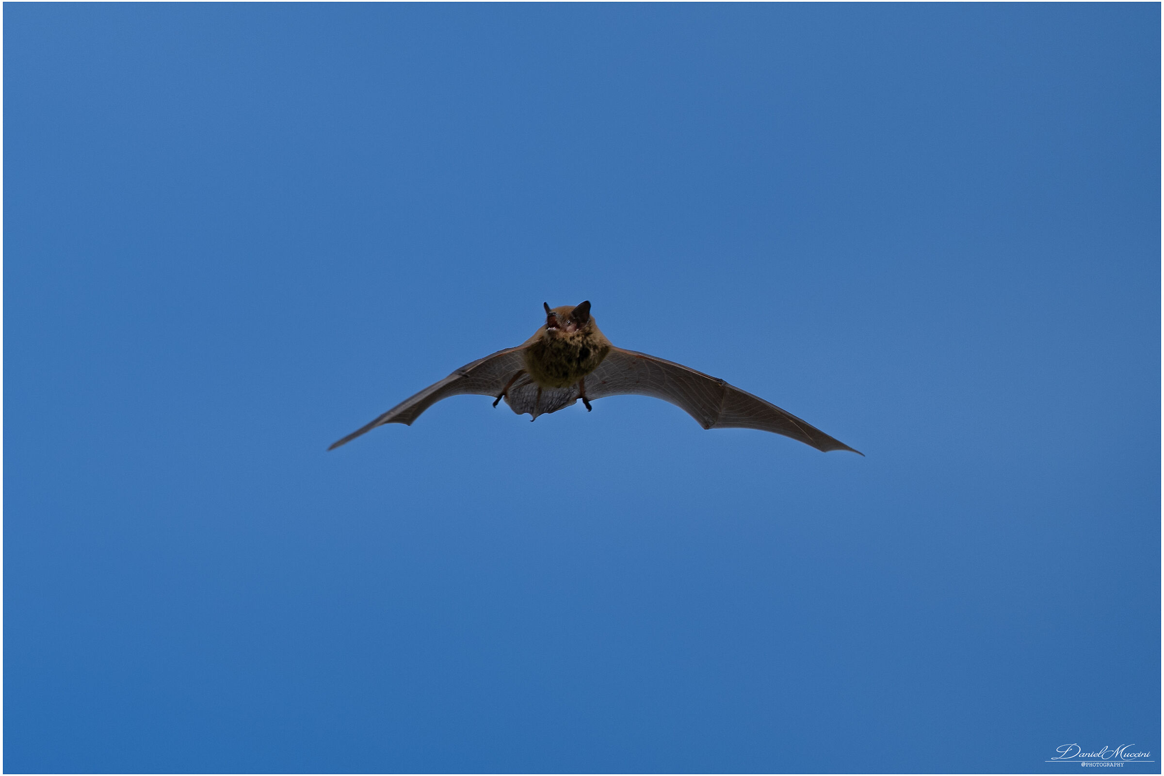 Pipistrello anomalo ripreso al mattino...