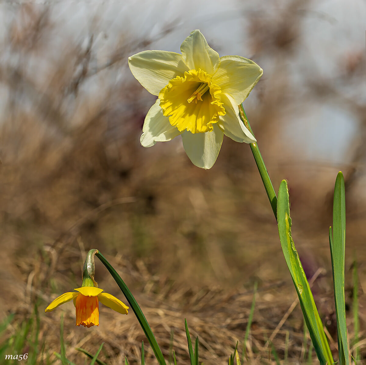 Wild daffodil...