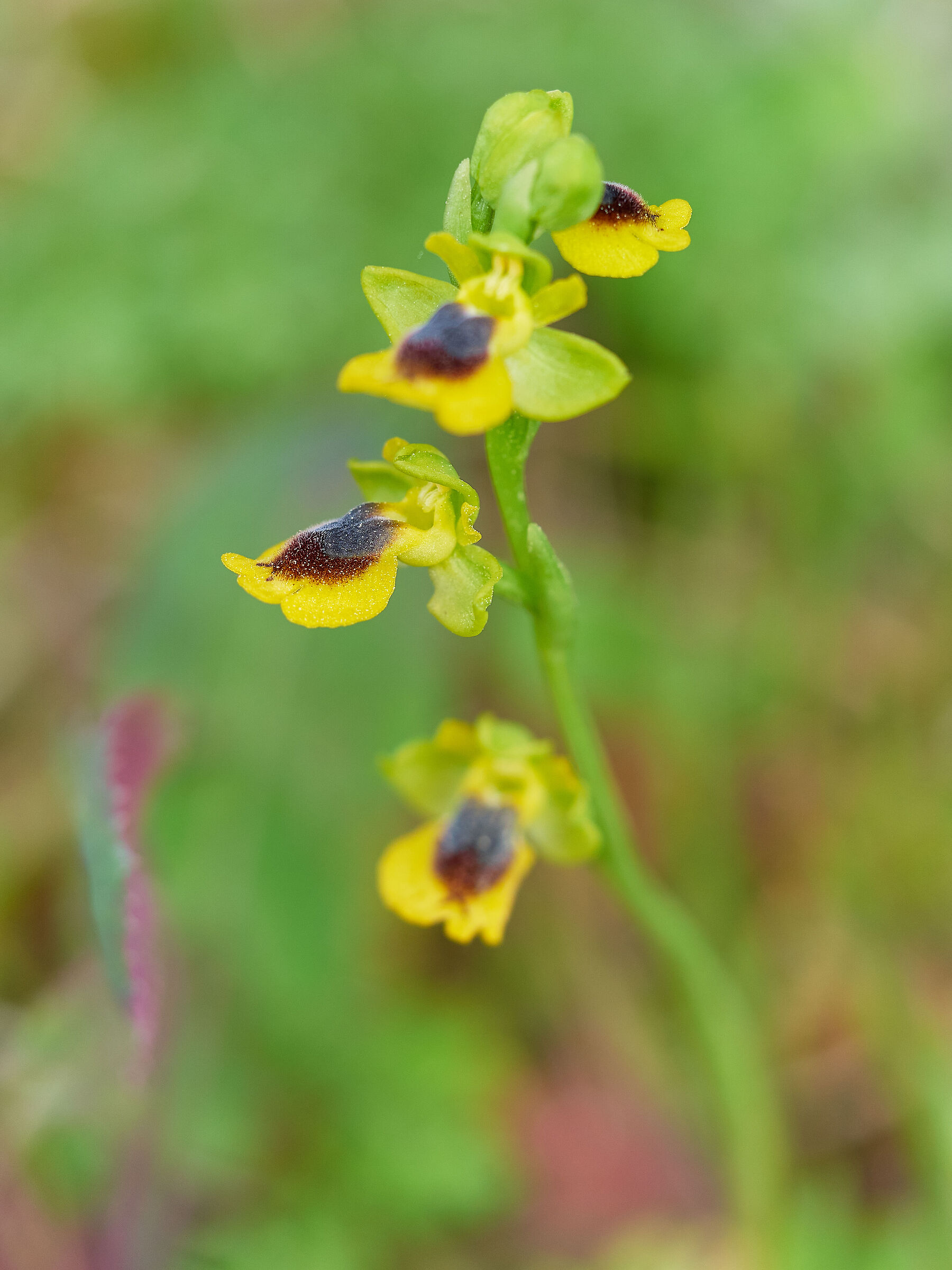 Ophrys Corsica...