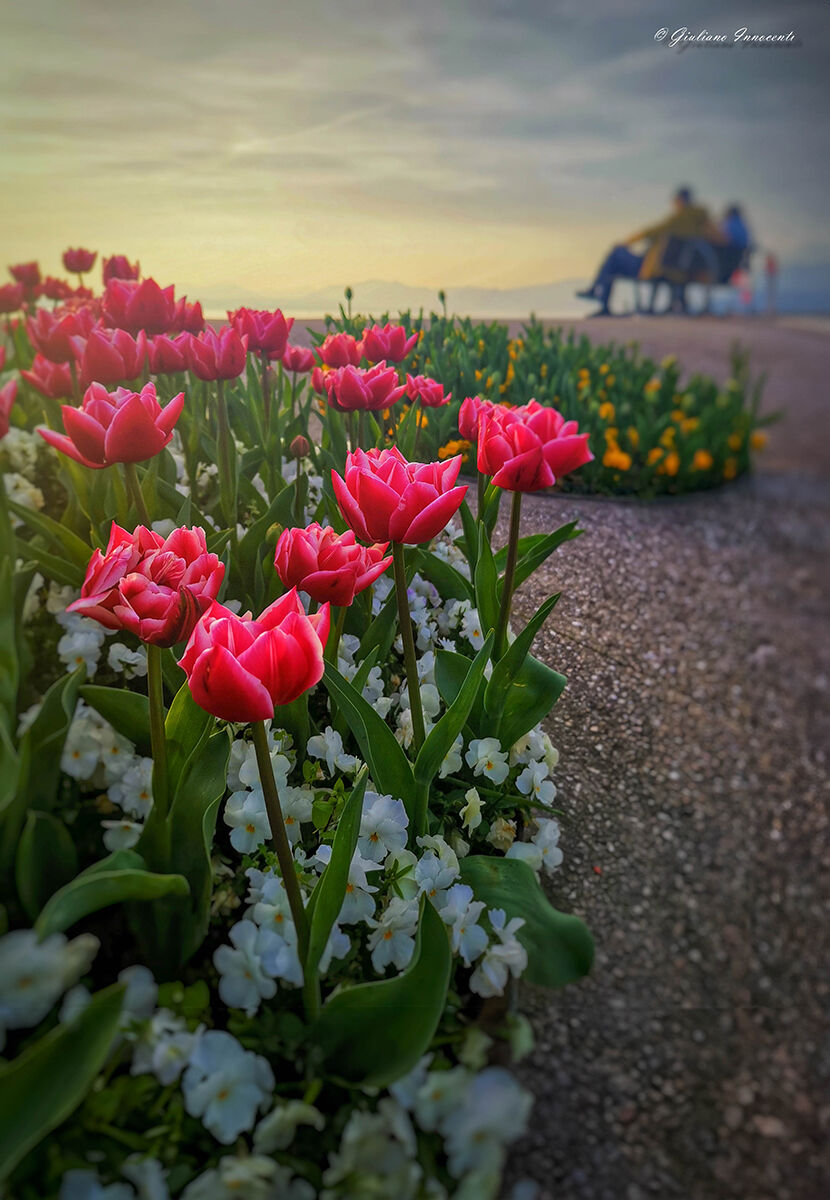 Tulips in flower beds...