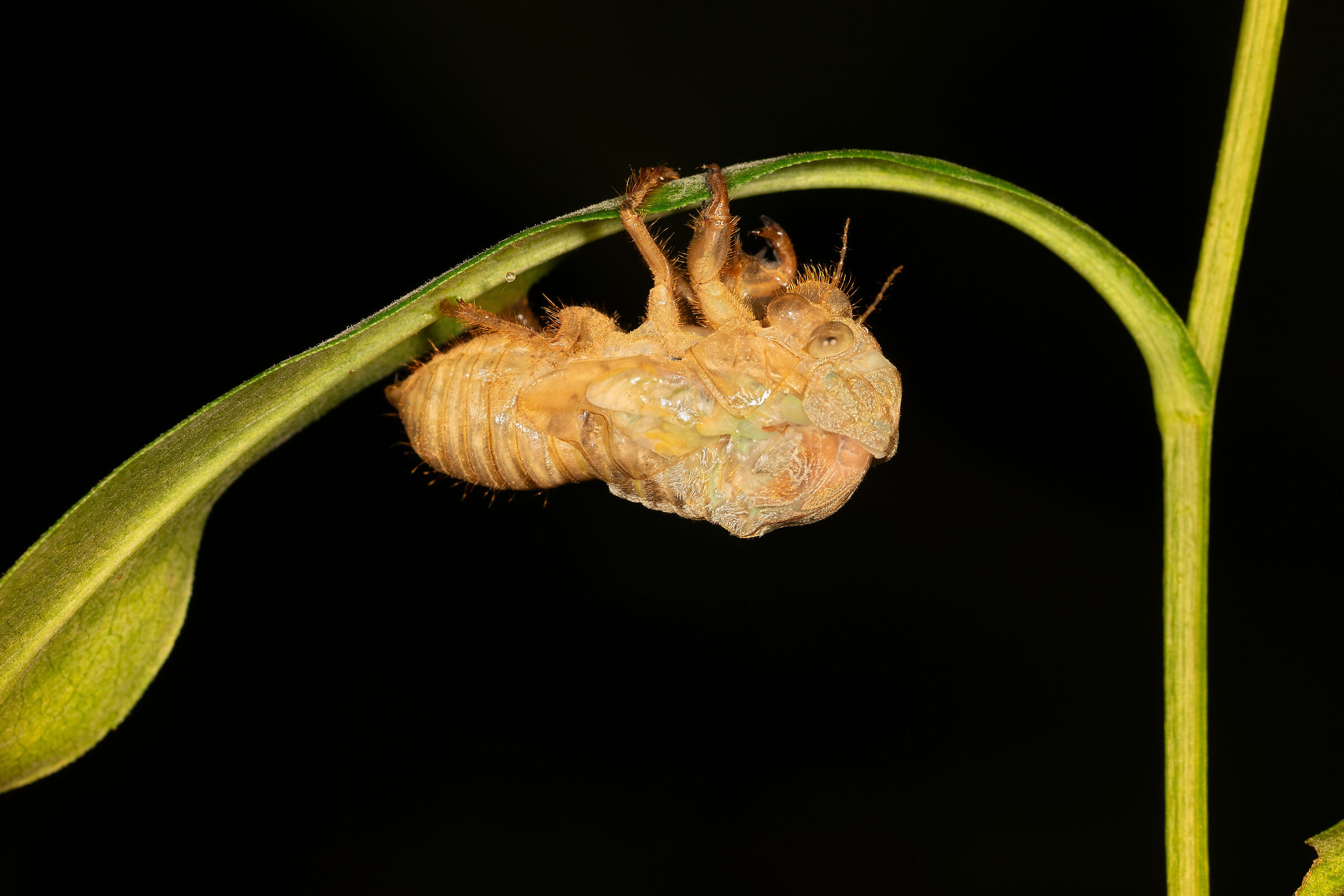 The Metamorphosis of the Cicada, 7...