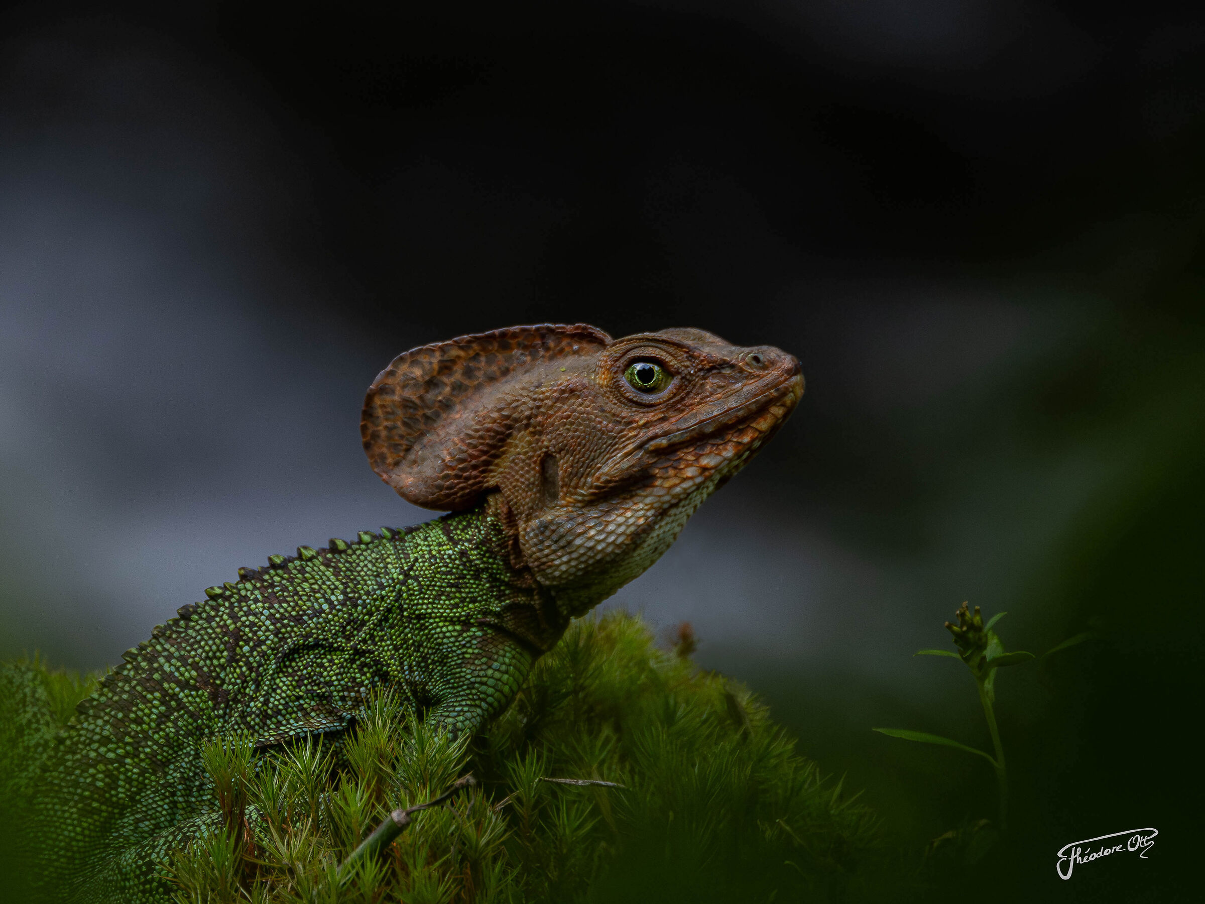 Basilicus galeritus...