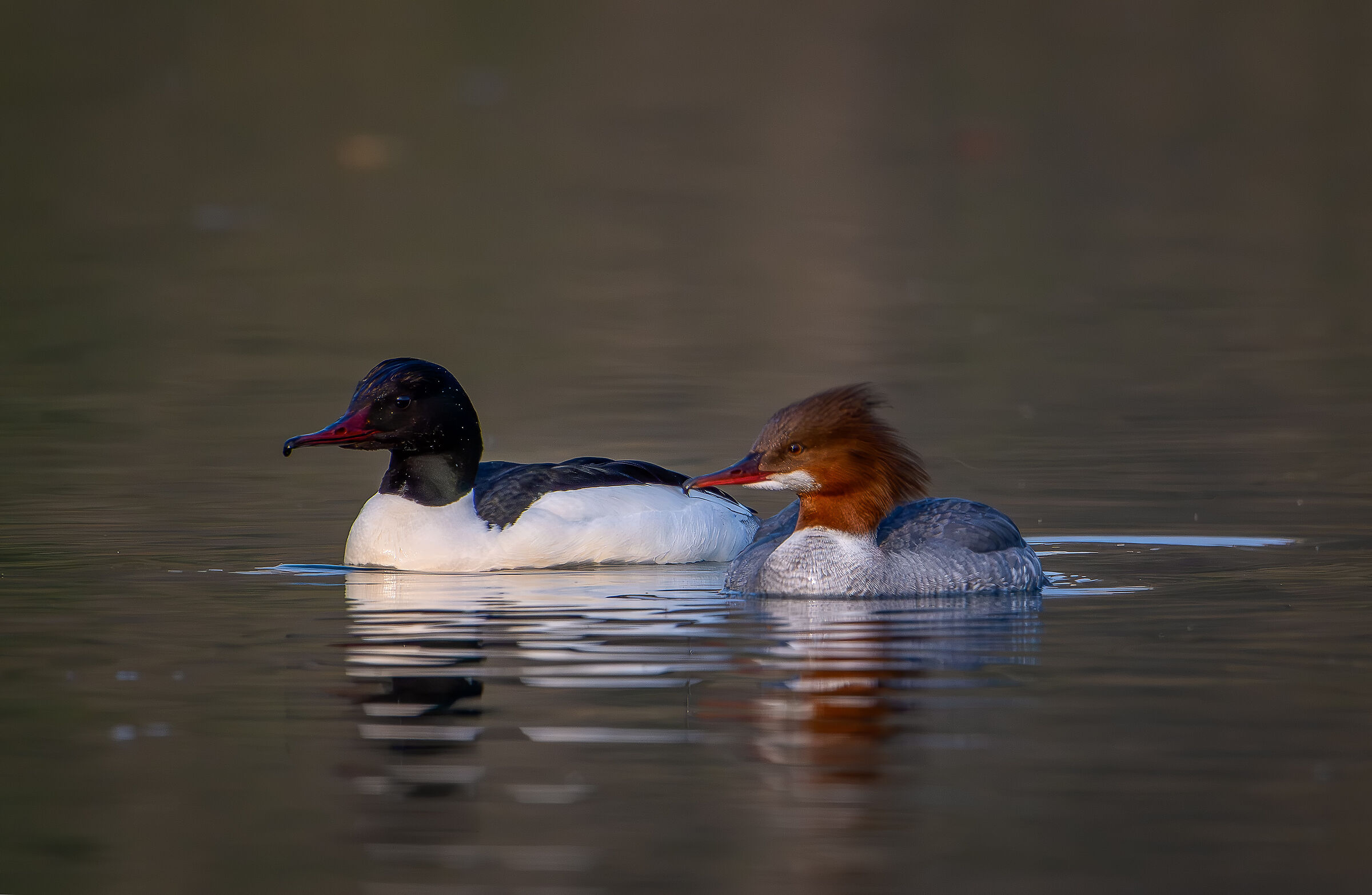 Pair of Mergansers March 2024 Lombardy ...