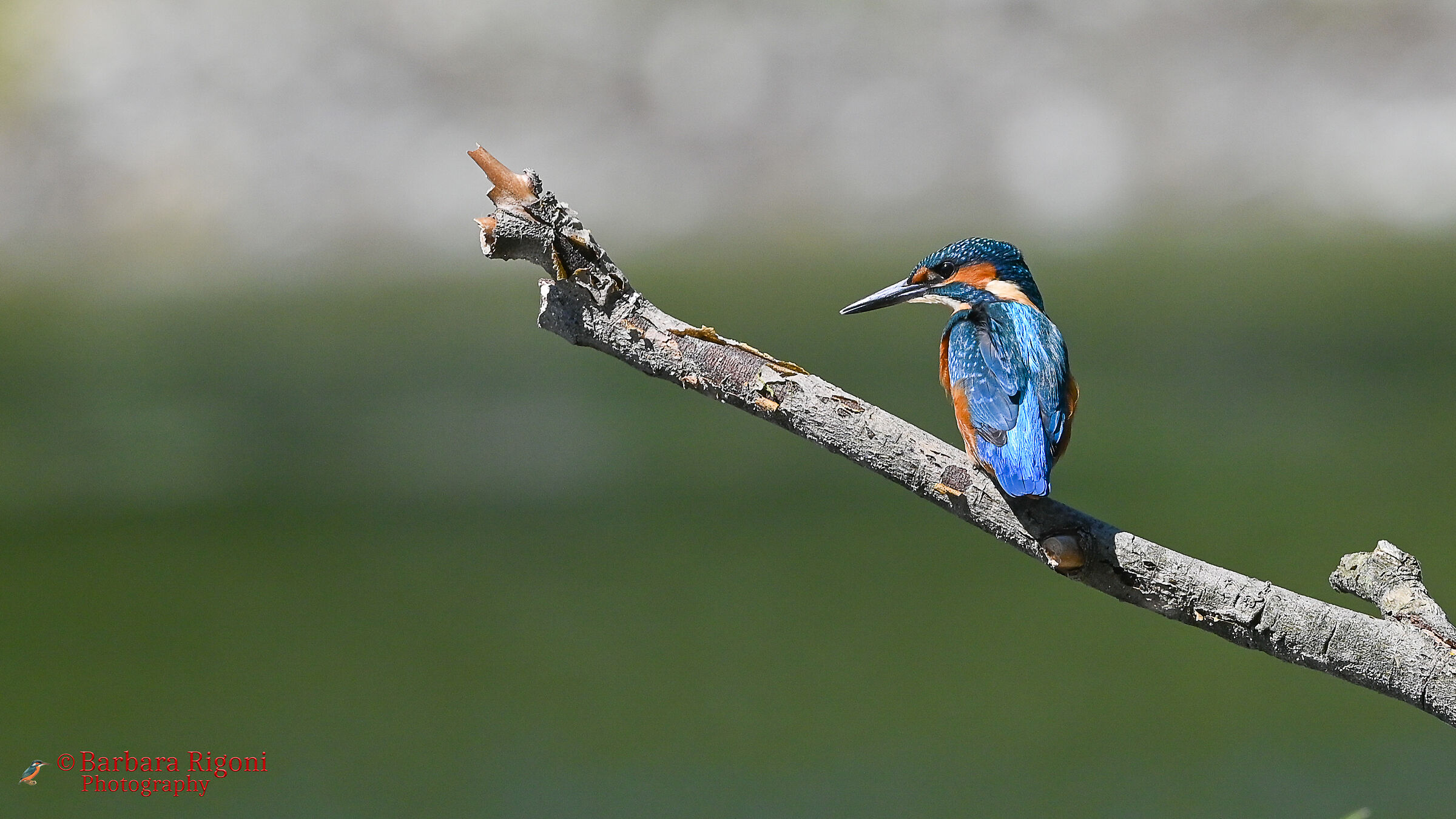 Kingfisher on the branch...