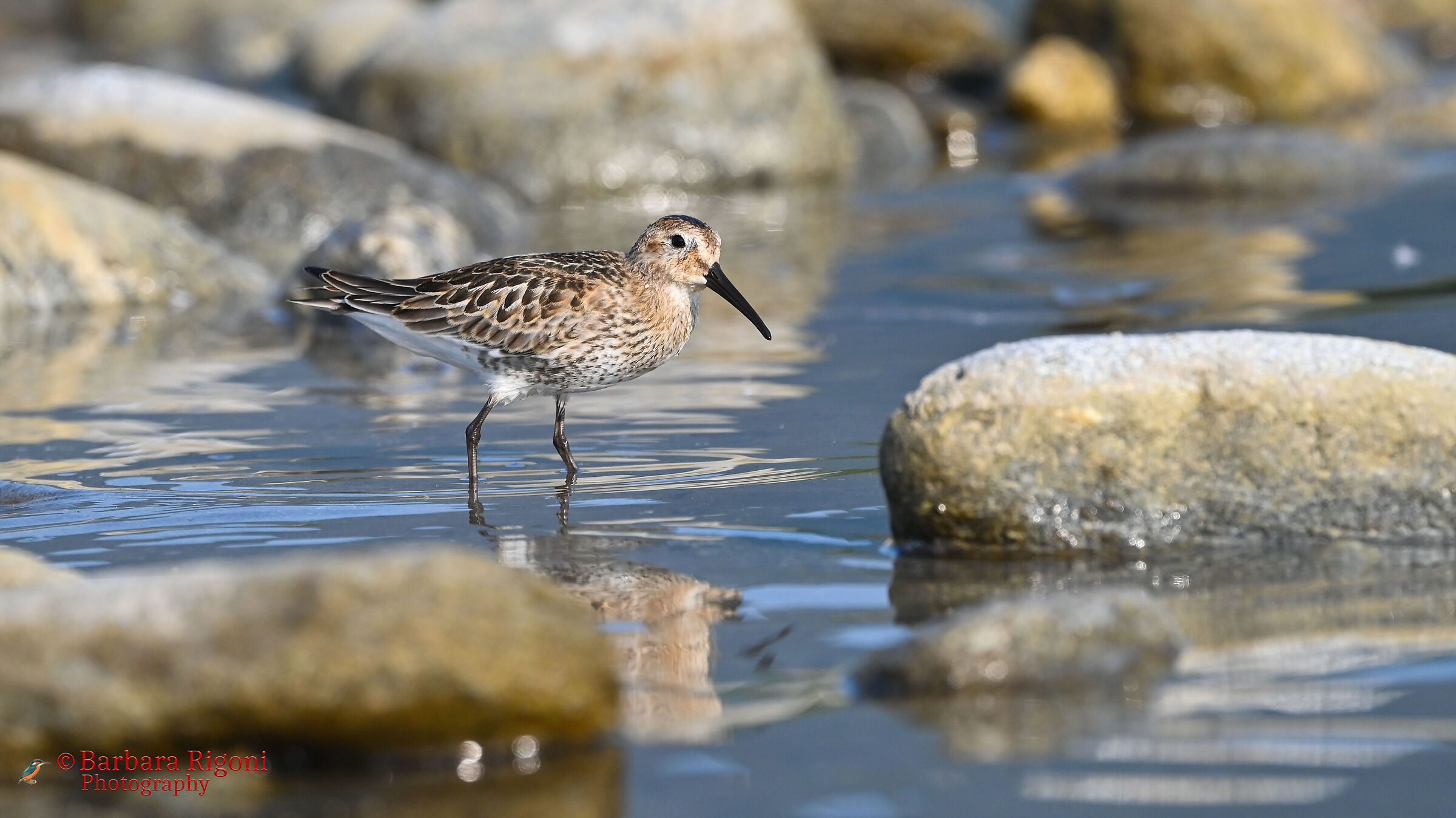 Black-bellied sandpiper on the river...