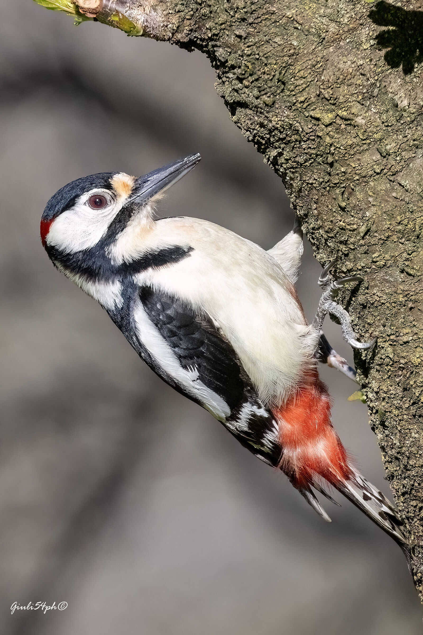 Male Woodpecker 1...