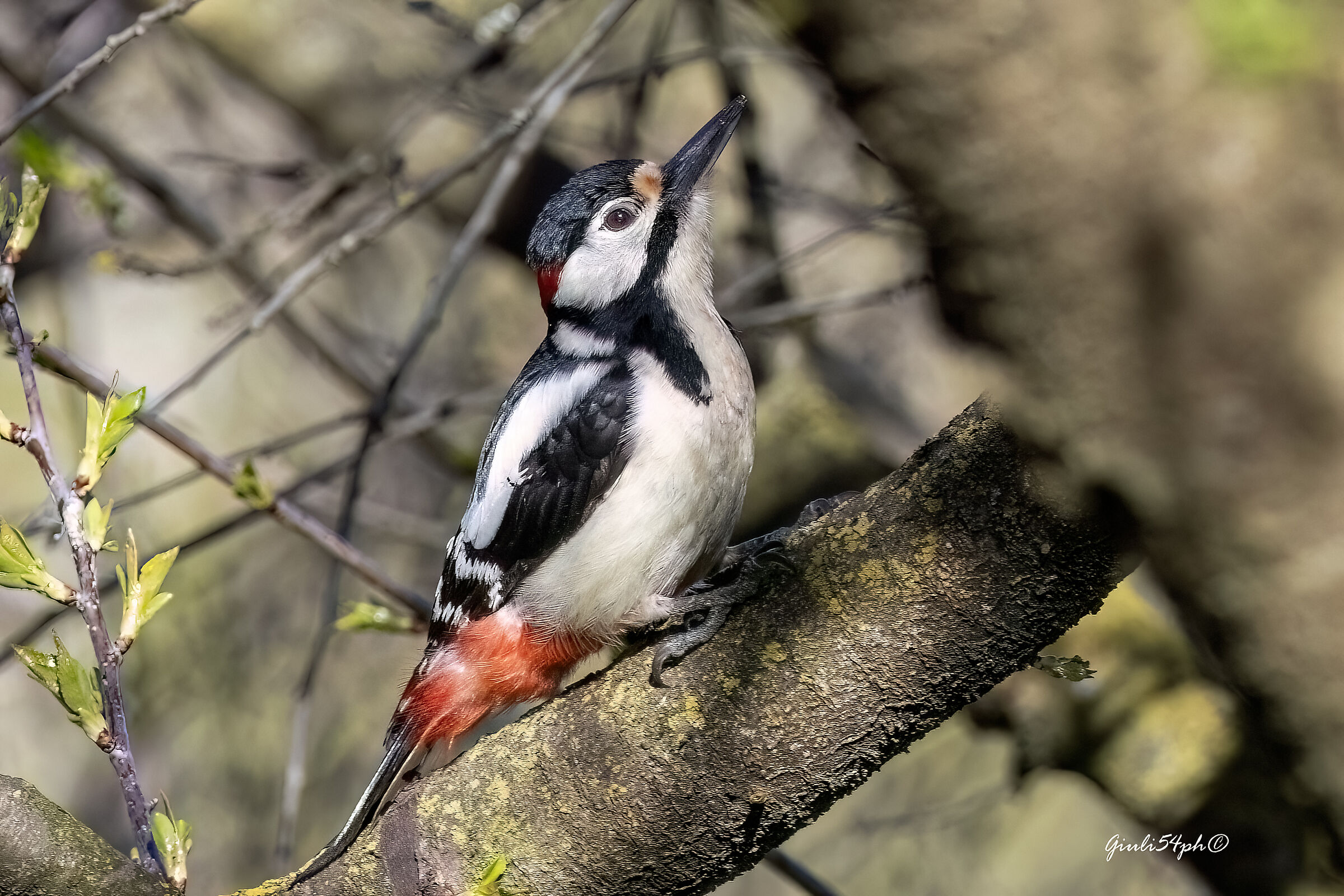 Male Woodpecker2...