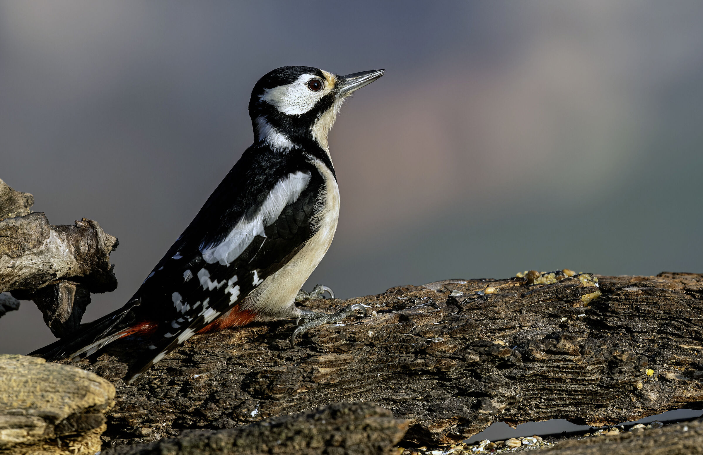 Female woodpecker3...