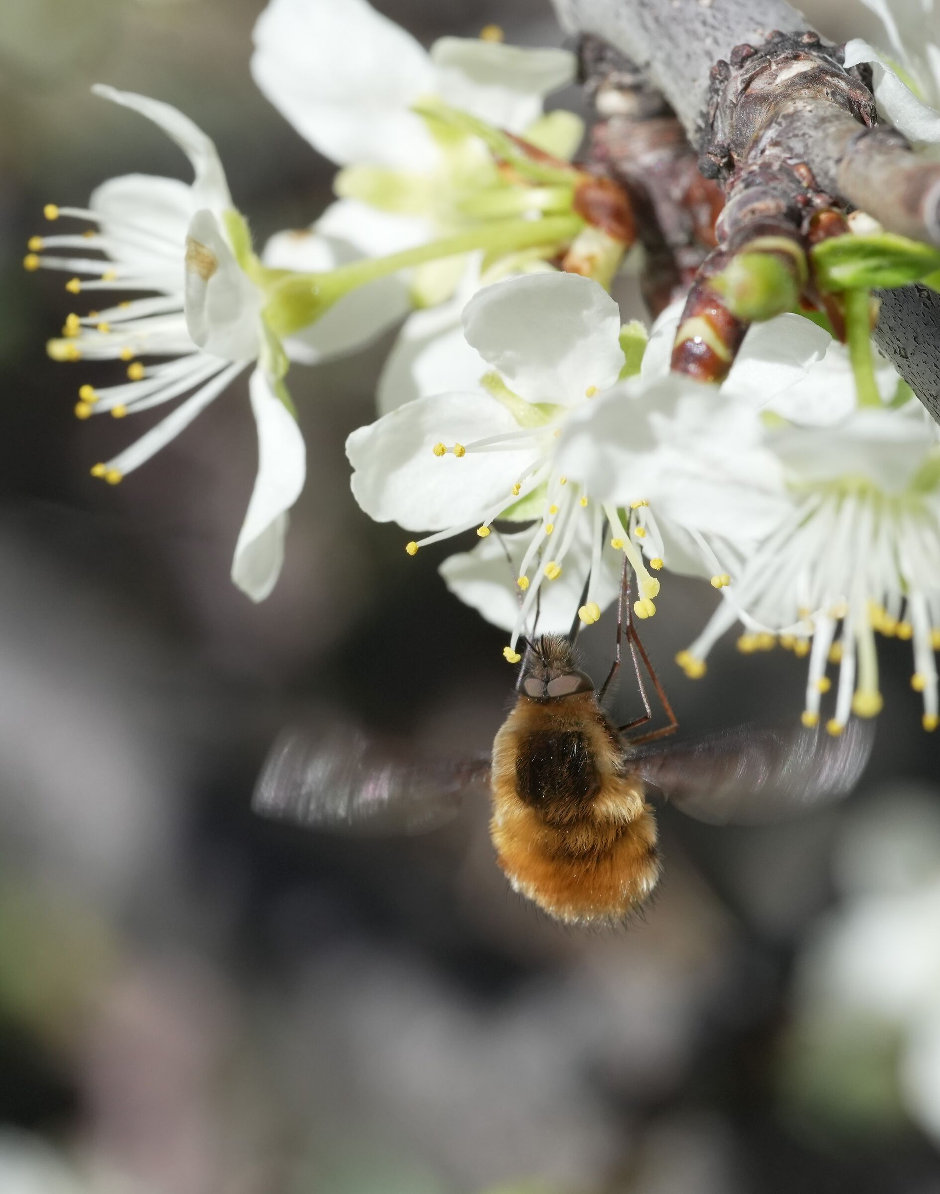 Bombylidae on cherry blossoms...