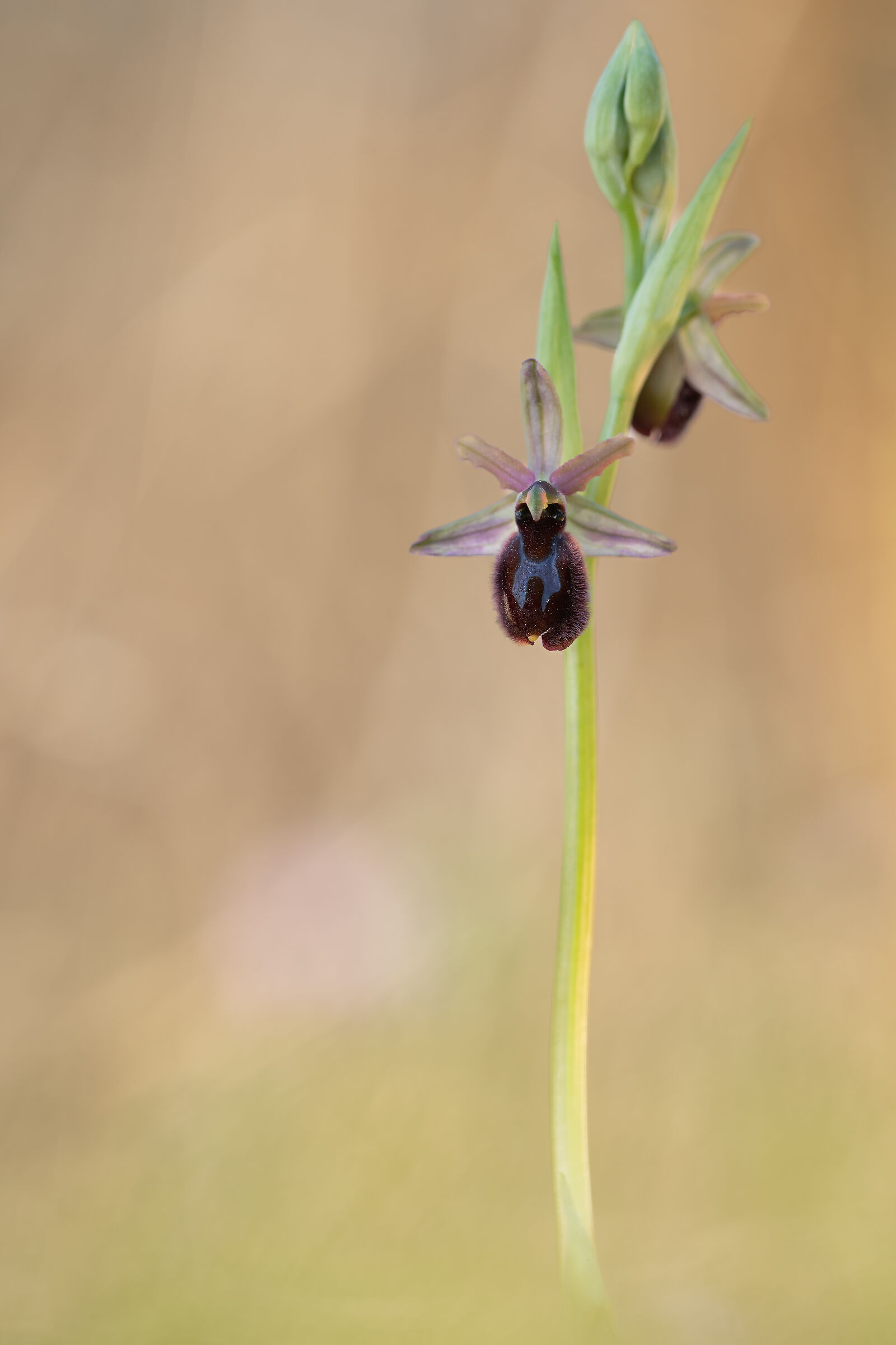 Ophrys x sentinensis x Ophrys bertolonii...
