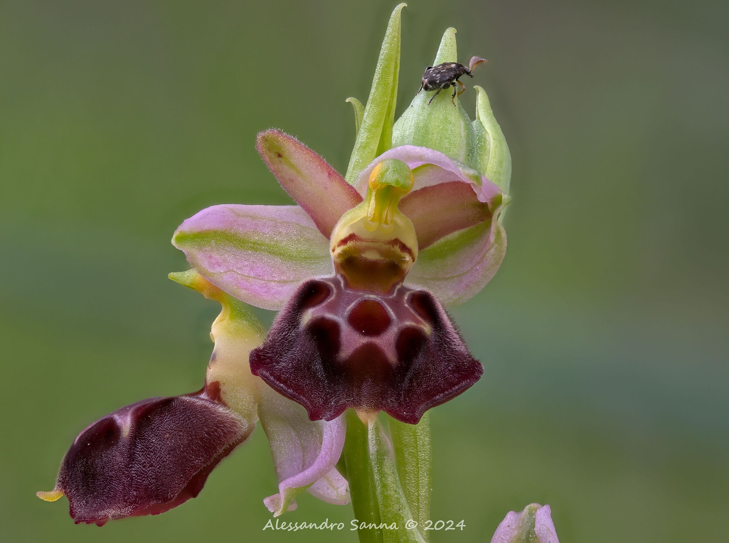 Ophrys Morisii...
