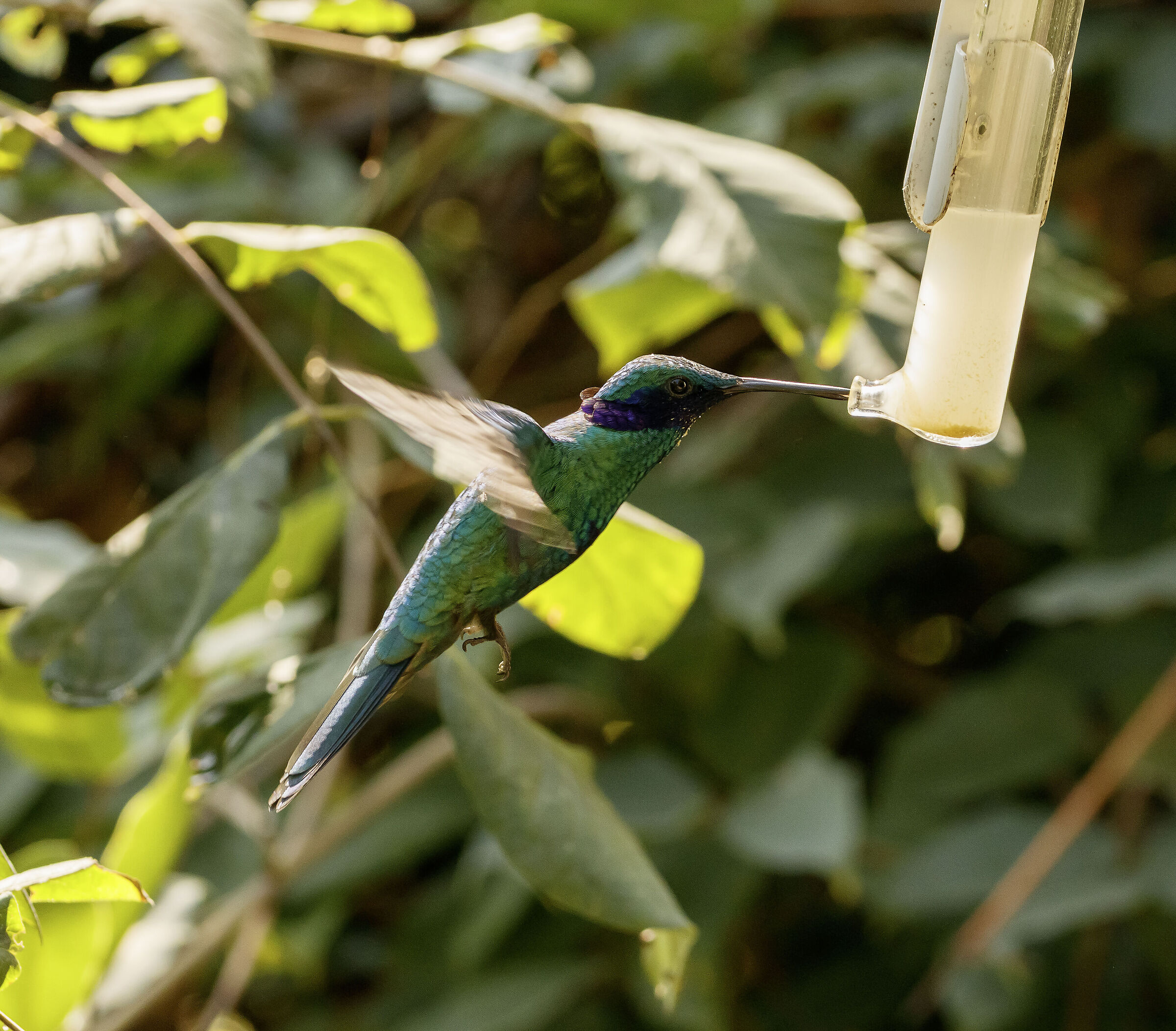 Male hummingbird 12/08/2021 Oasi Sant'Alessio (pv)...