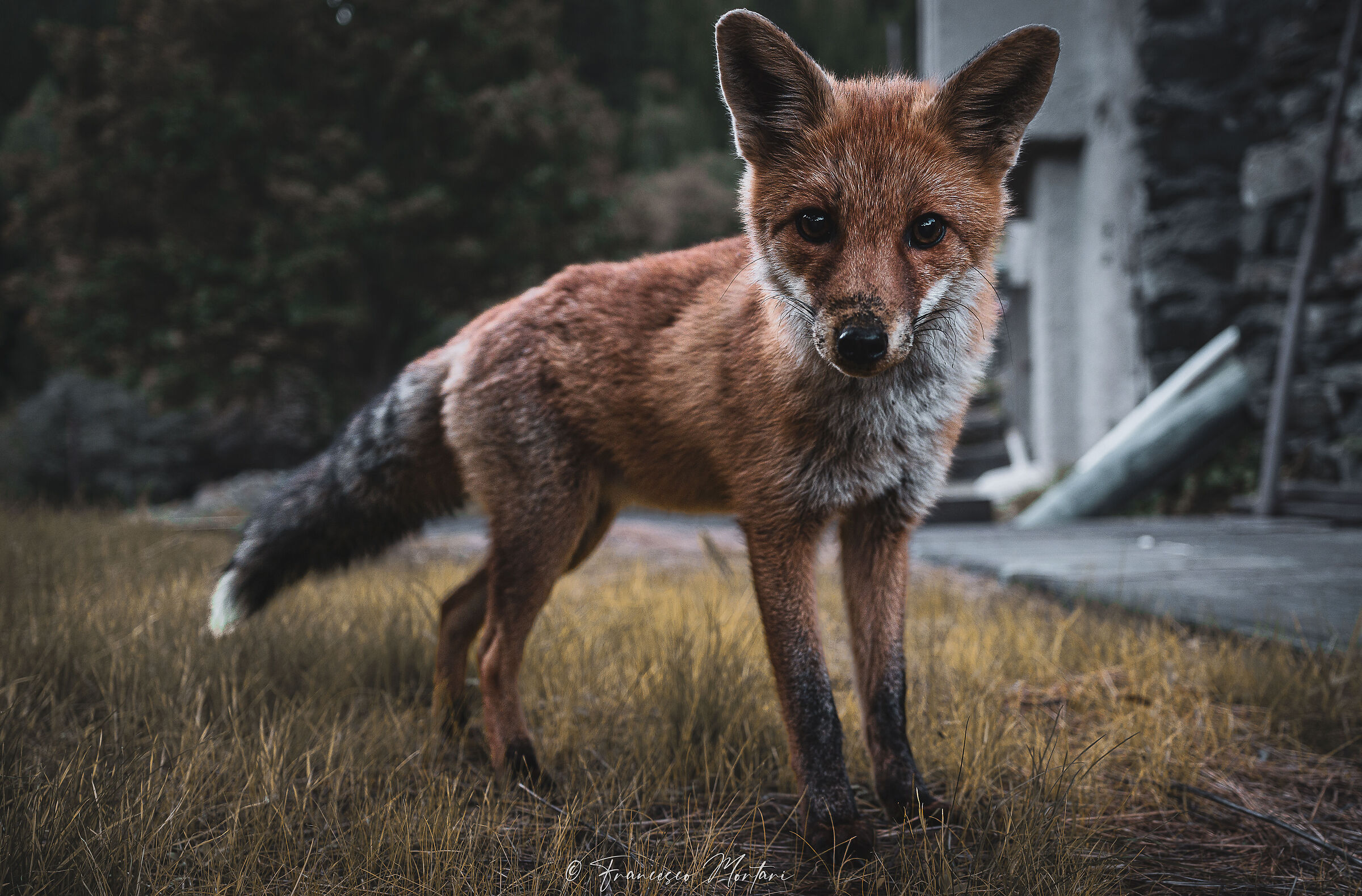 Curious Fox...