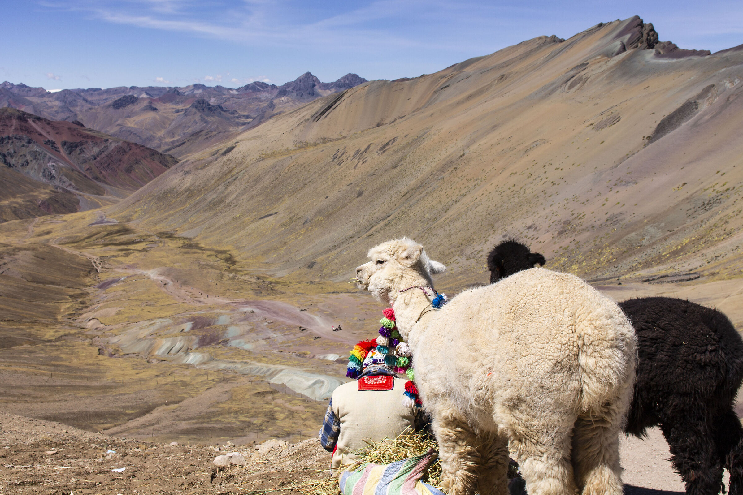 A man and his lama on the top of Vinicunca...
