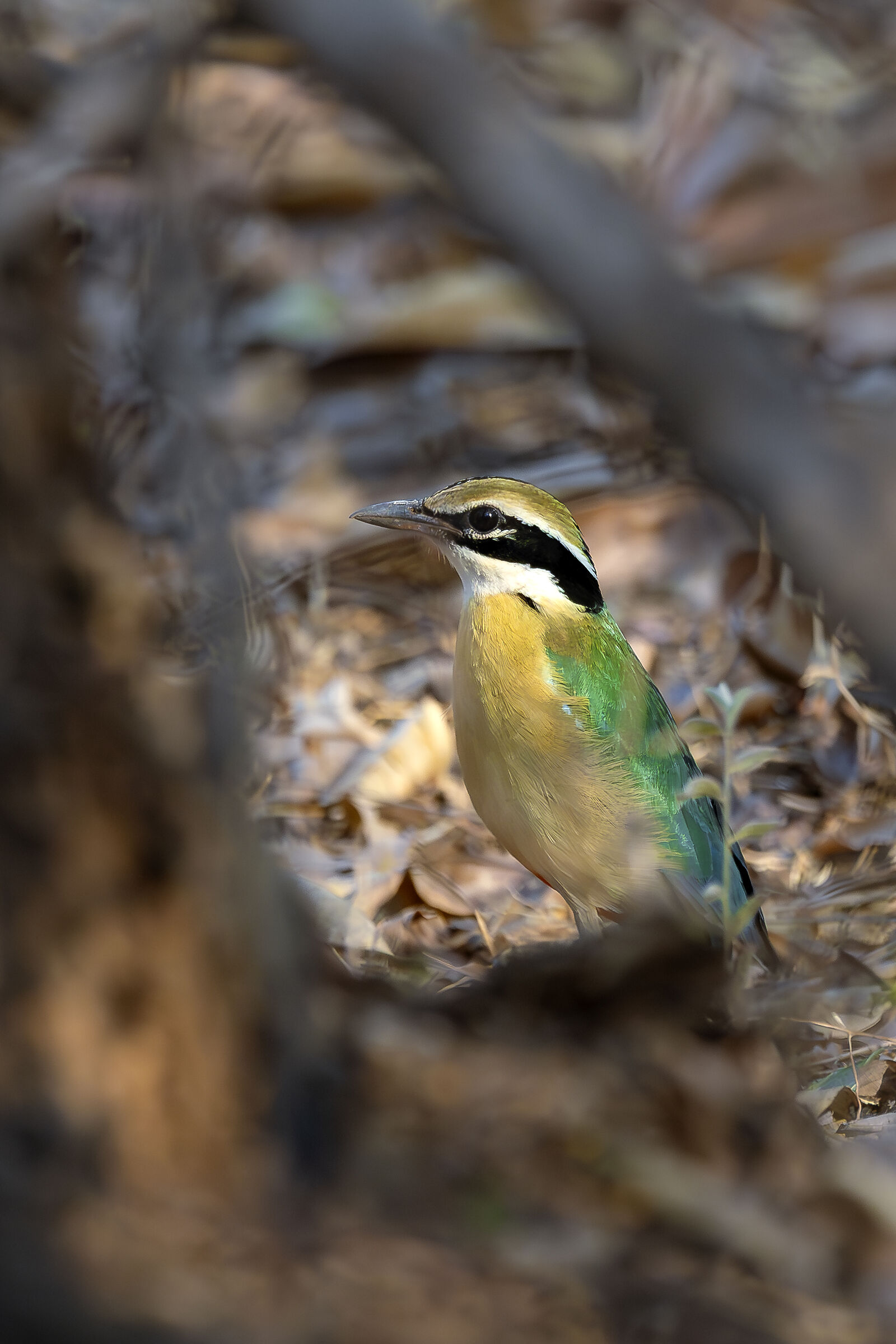 The Indian Pitta...