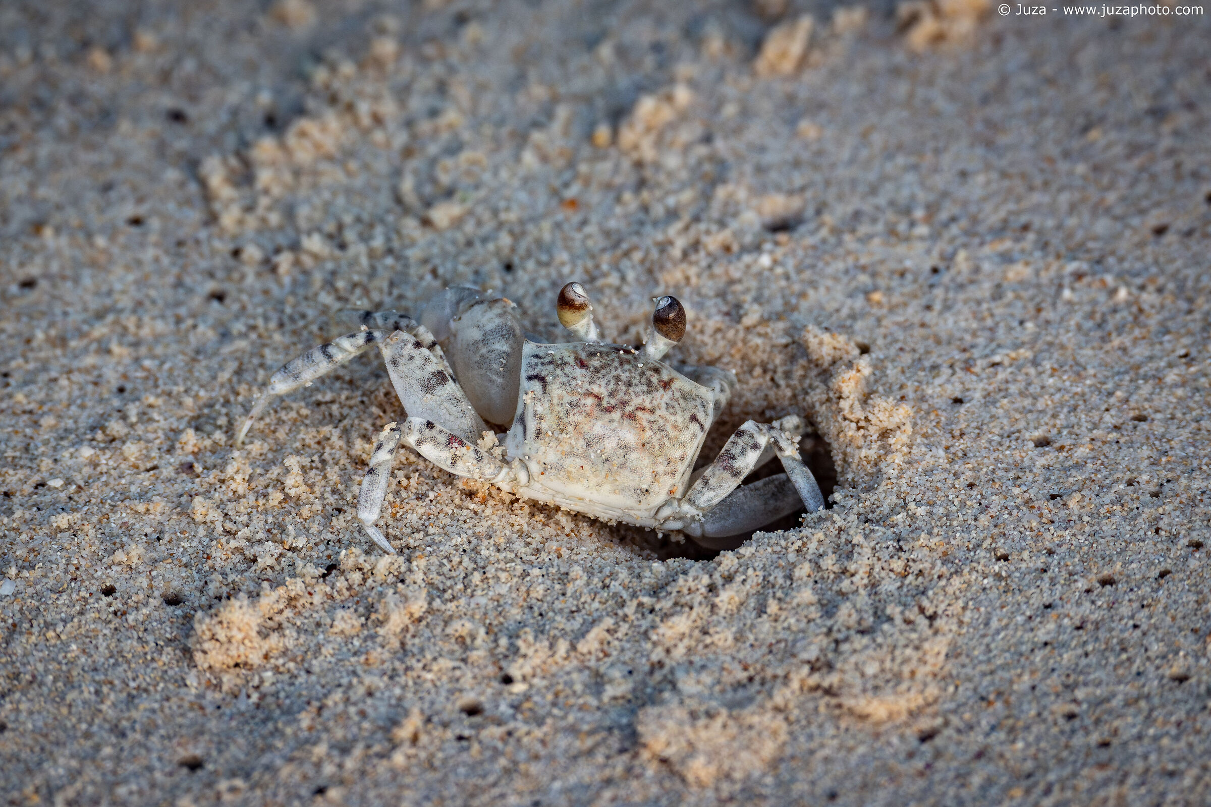 Pallid Ghost Crab (Ocypode pallidula)...