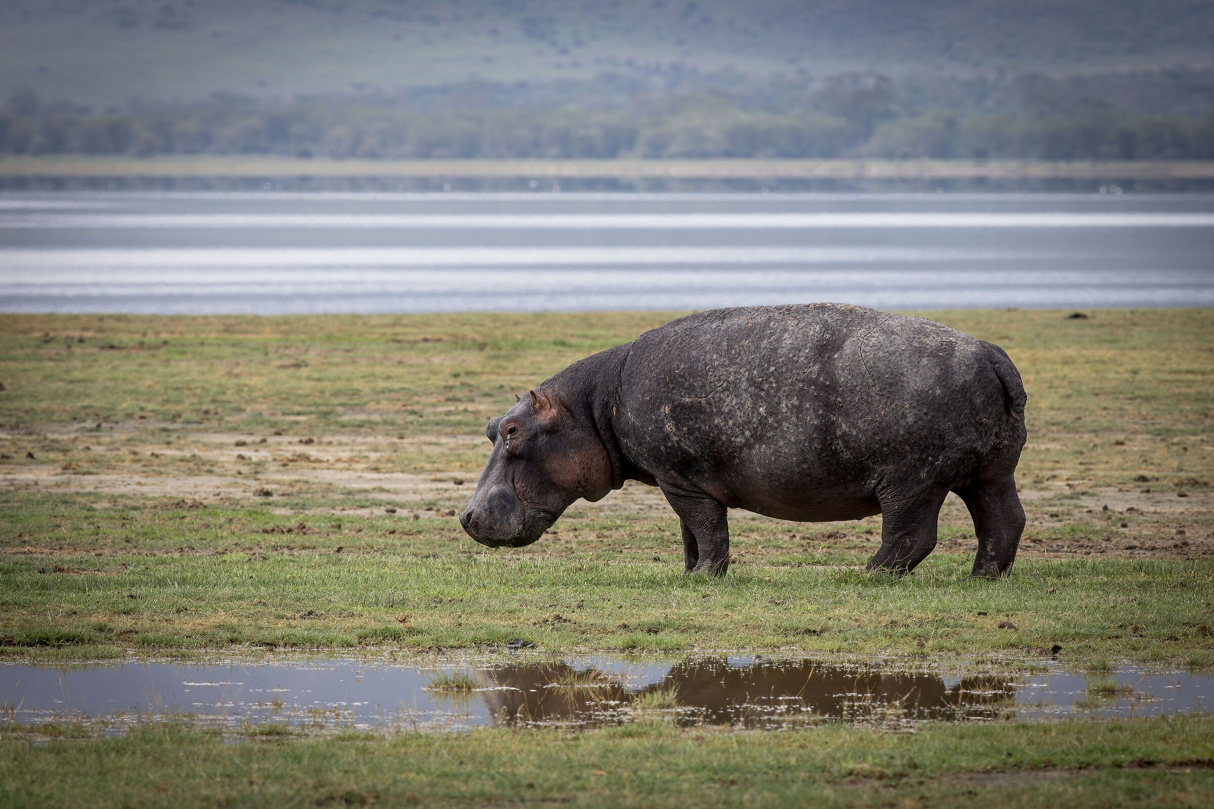 Ippopotamo, area di conservazione di Ngorongoro...