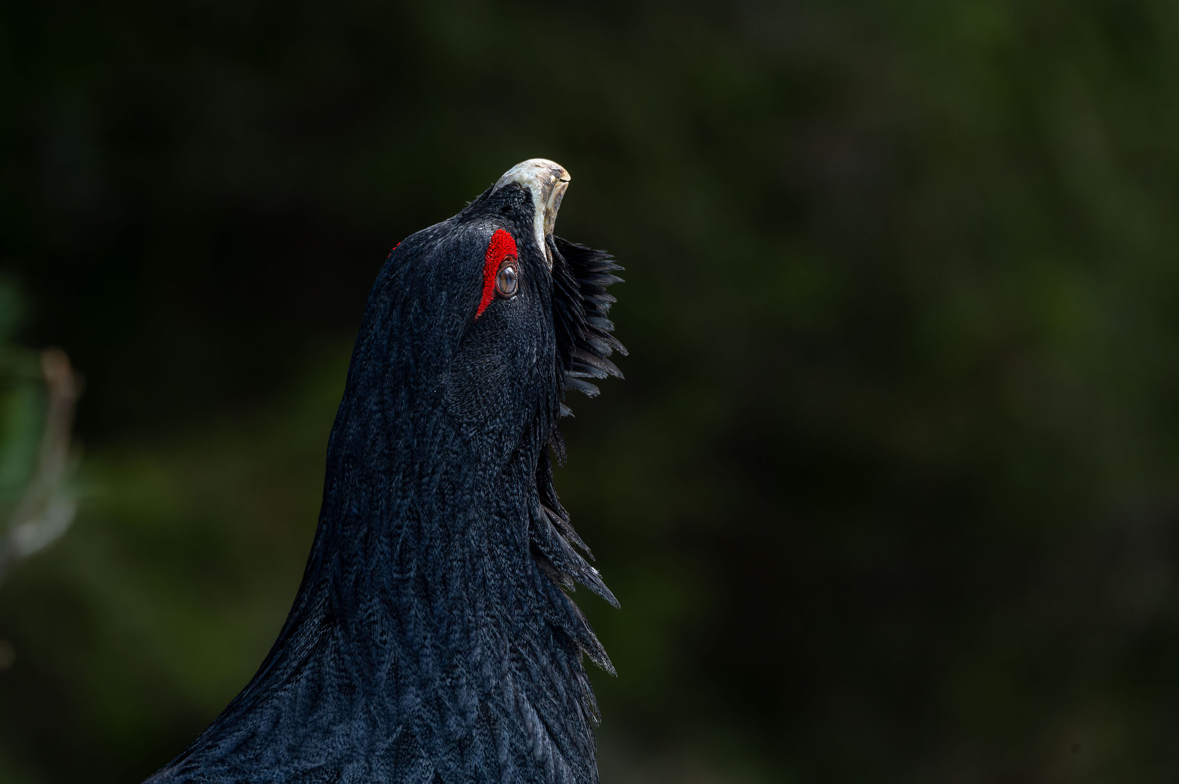 The return of the capercaillie to the Dolomites....