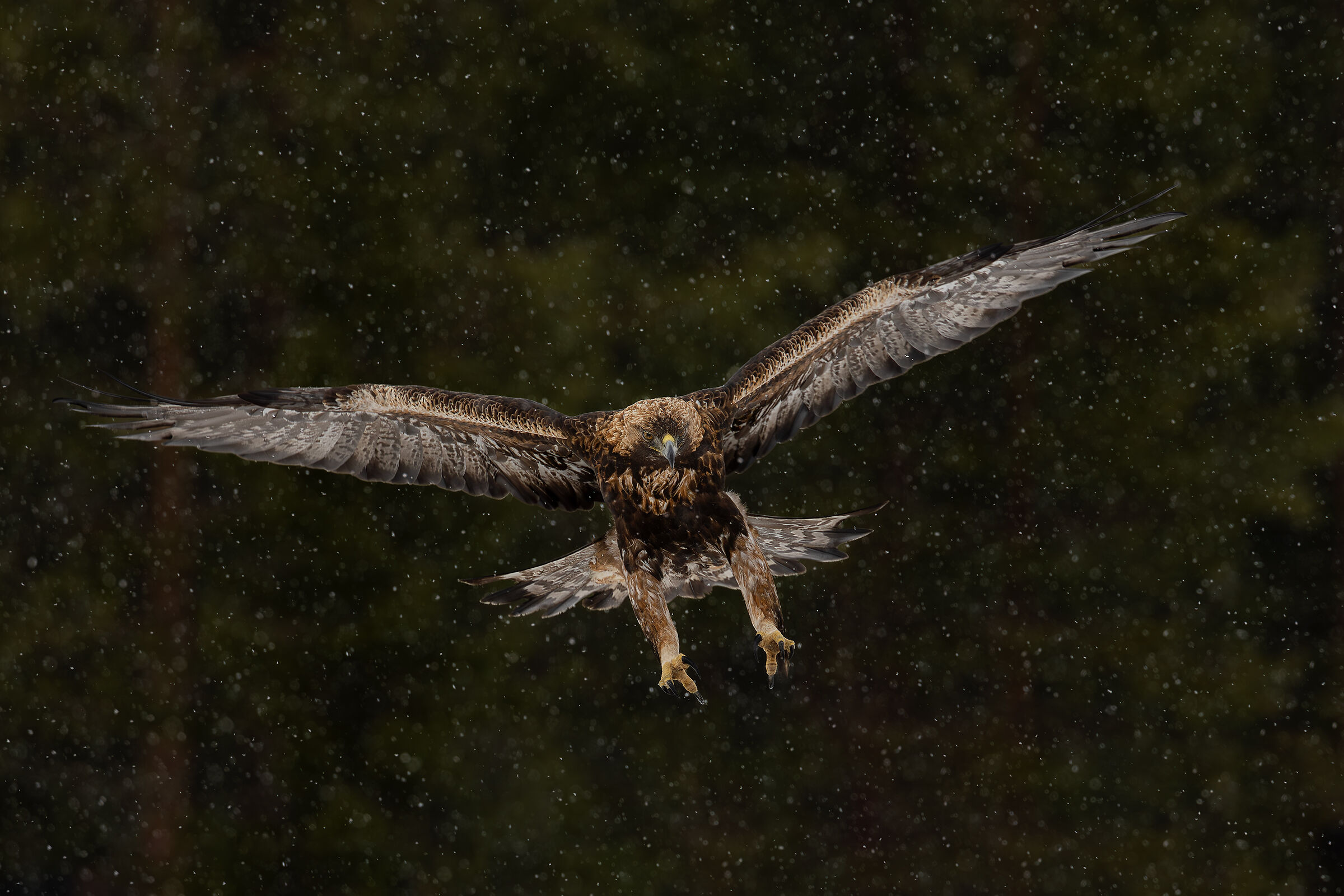 Golden eagle in the snow storm ...