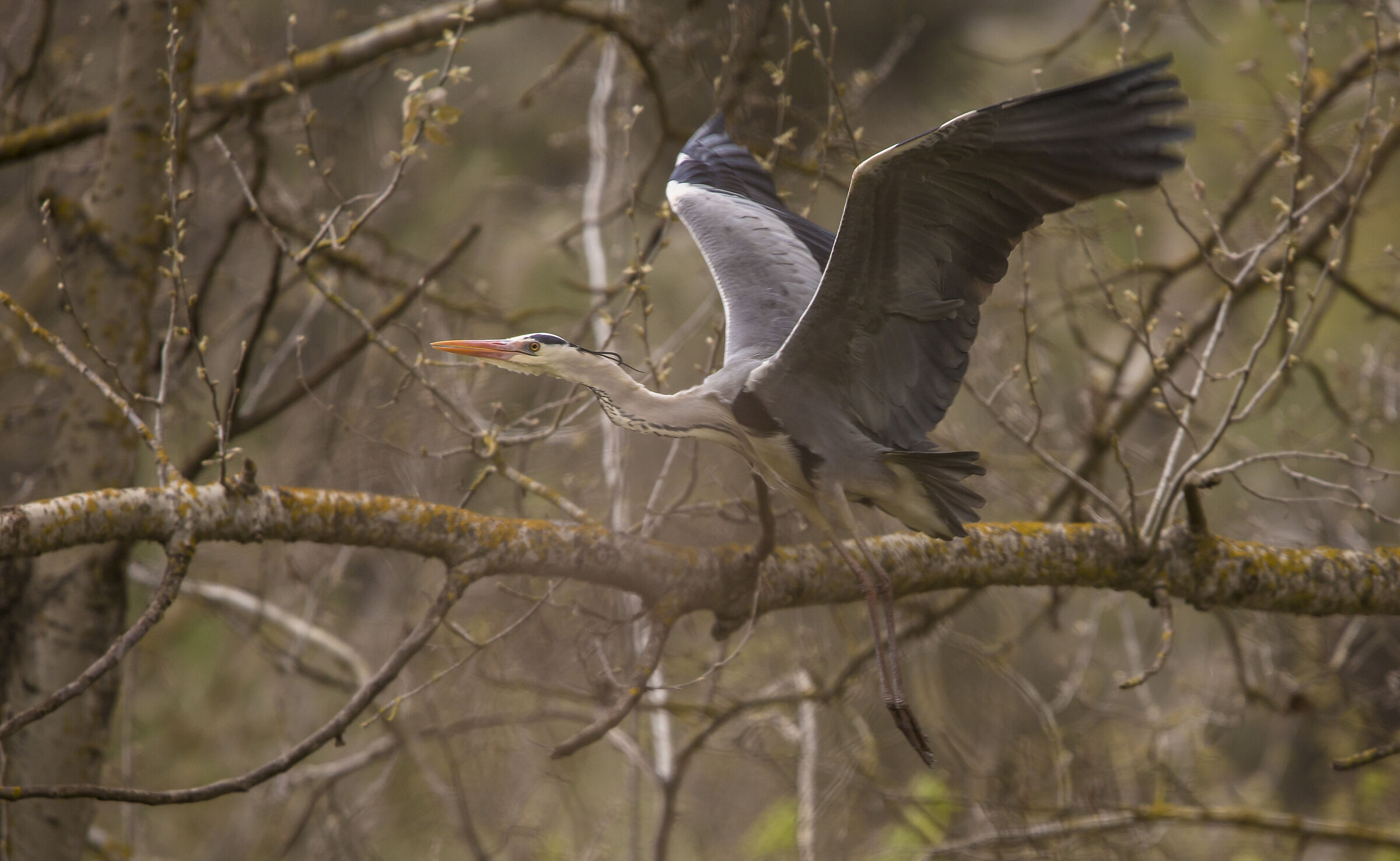 grey heron ...