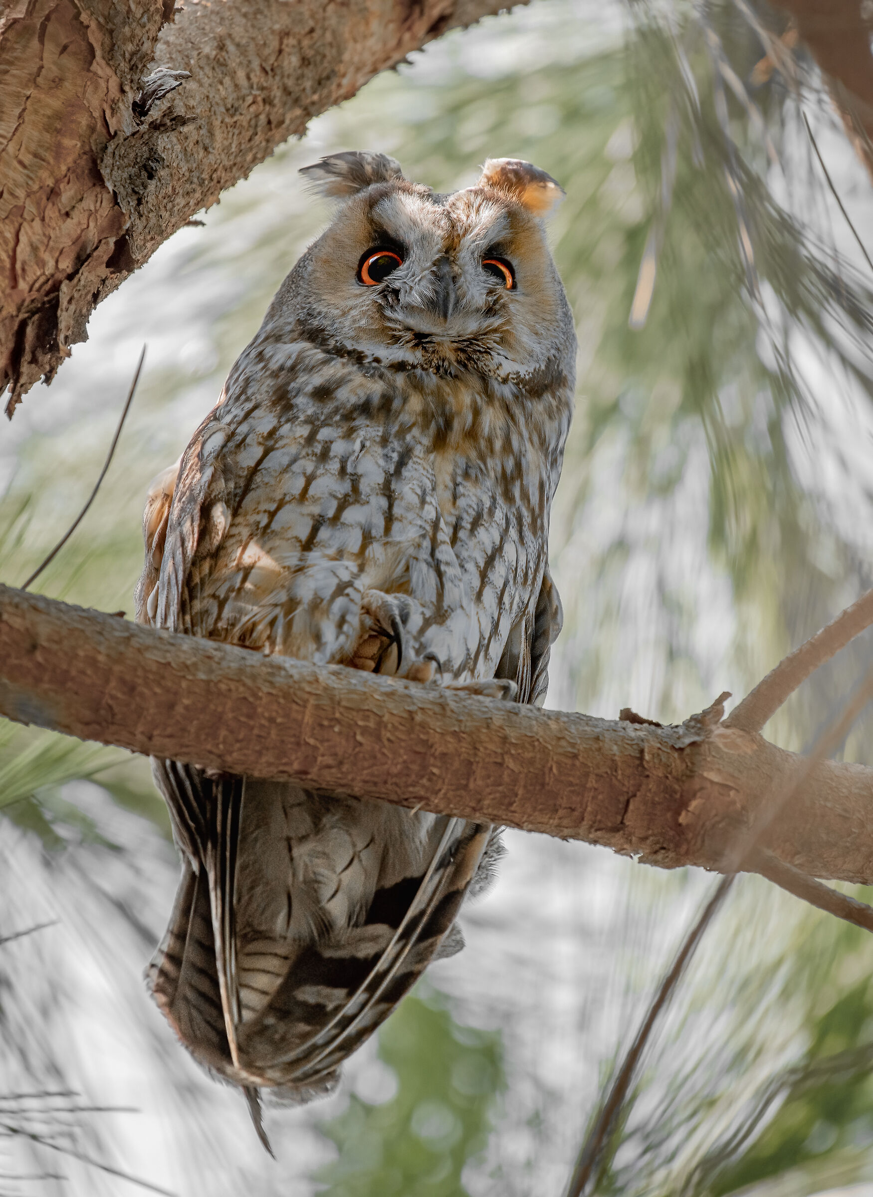 long-eared owl...