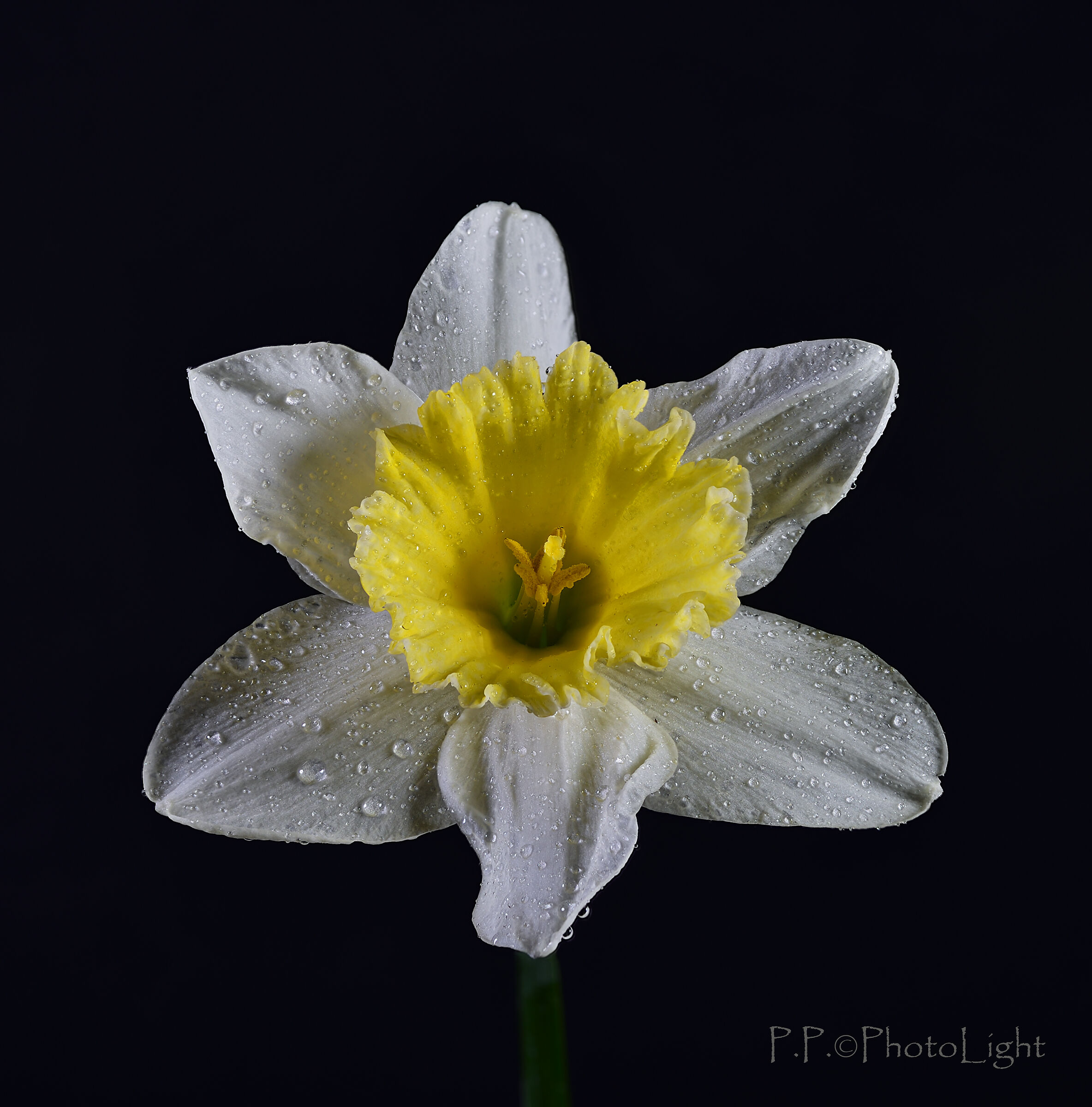 The daffodil...