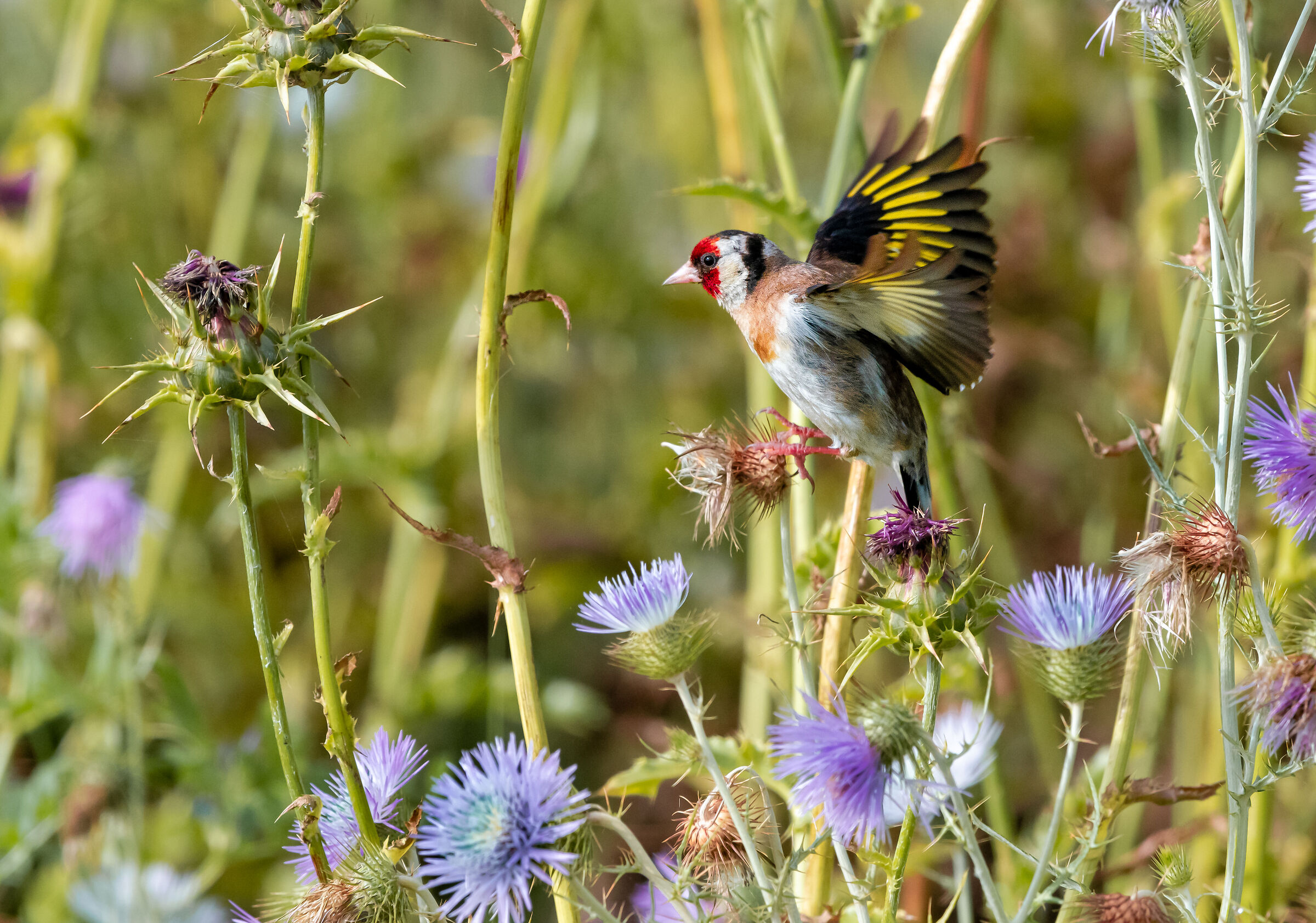 Goldfinch among thistles...