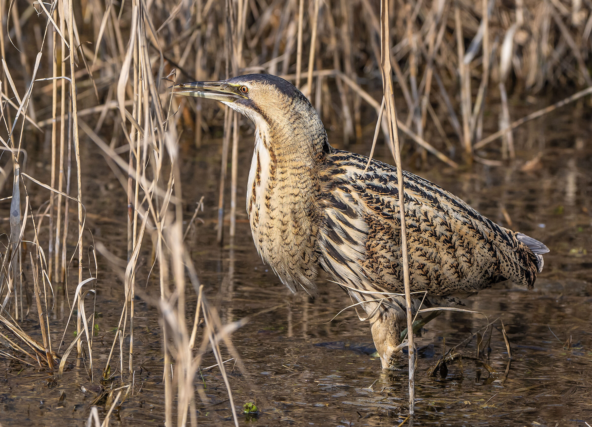 Bittern after eating ...