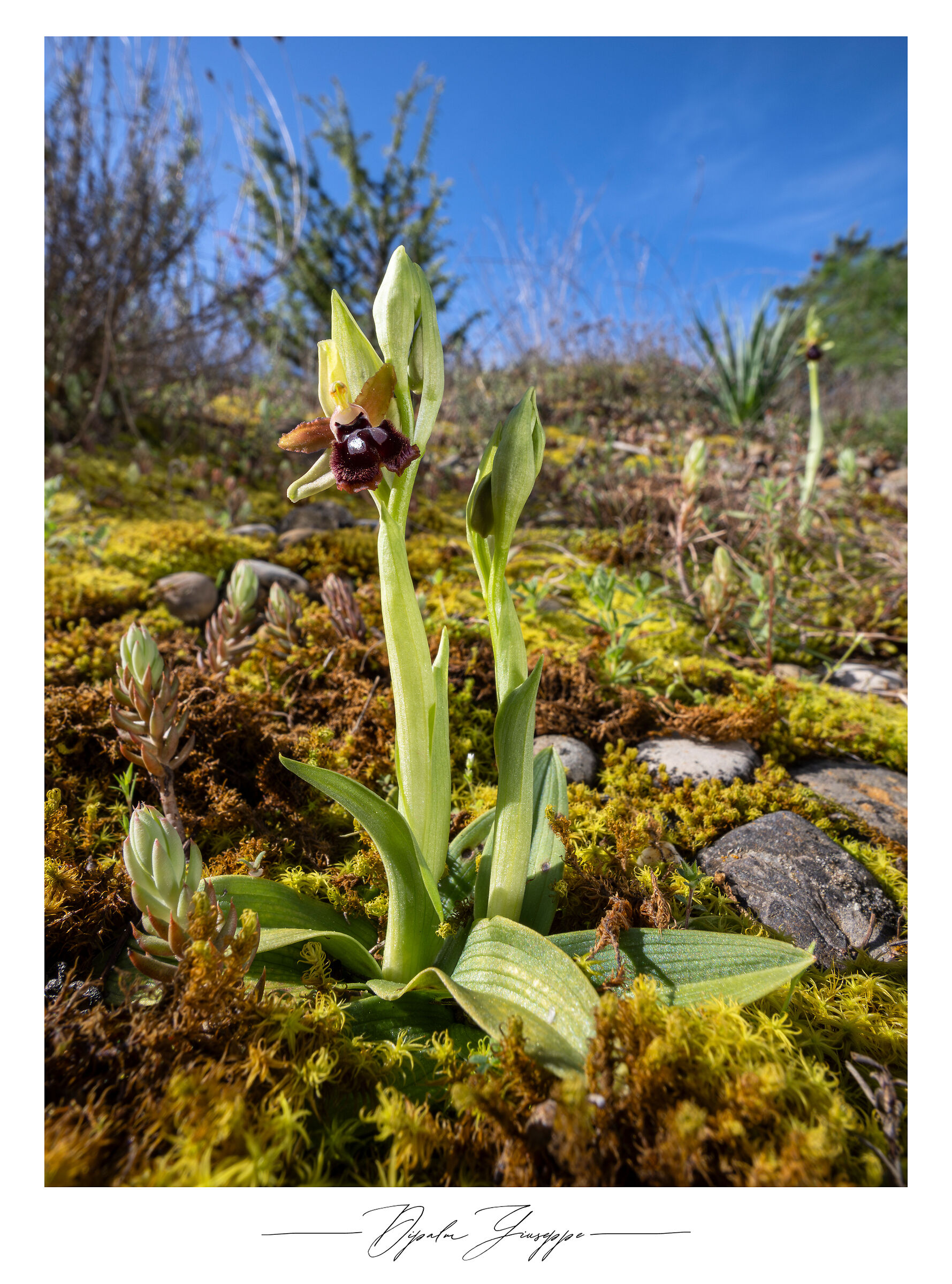 Ophrys passionis var. garganica...