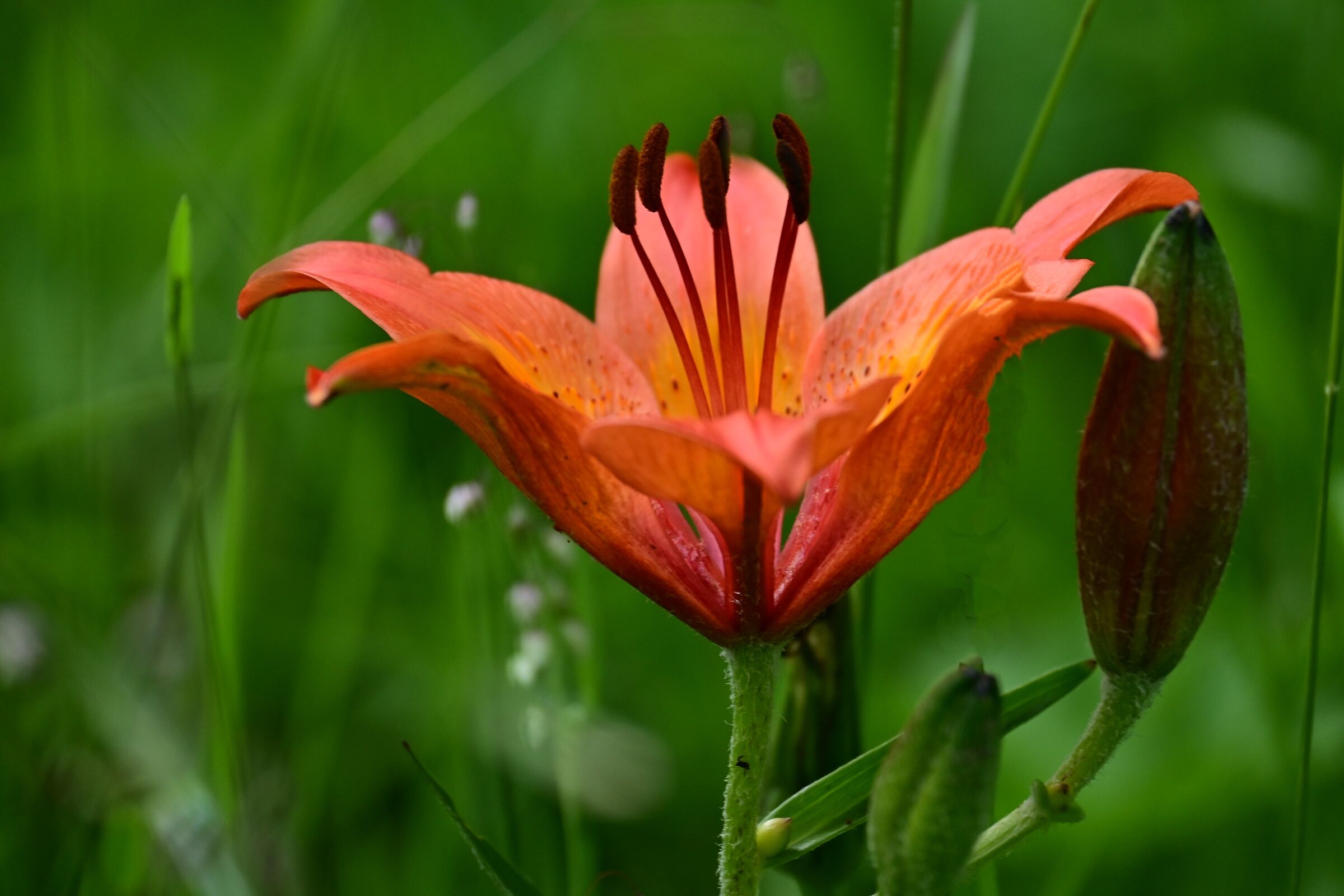 Red Lily...