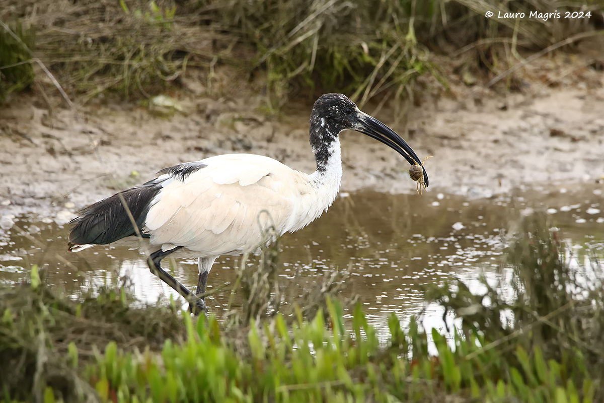 Ibis with prey...