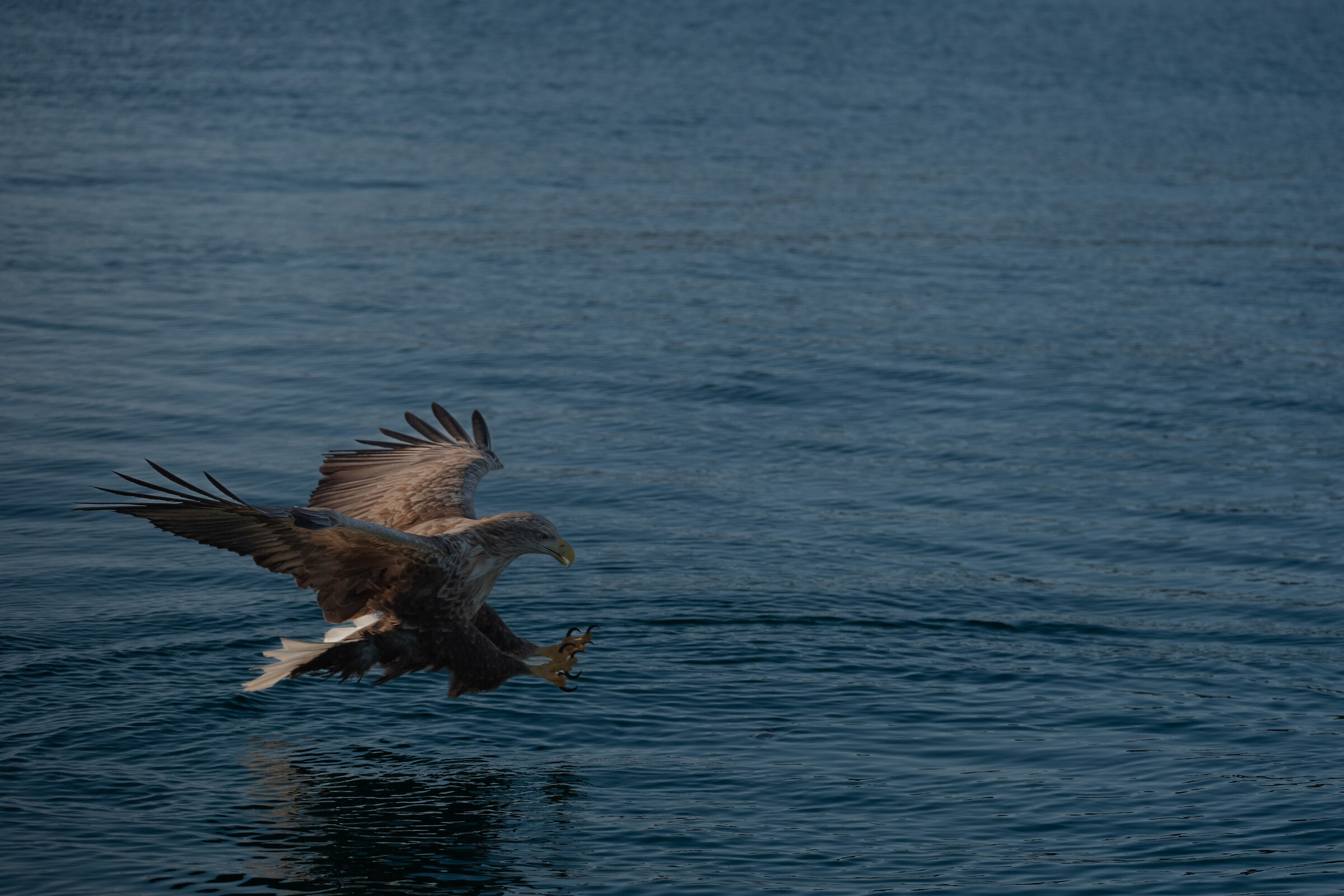 sea eagle on the hunt ...