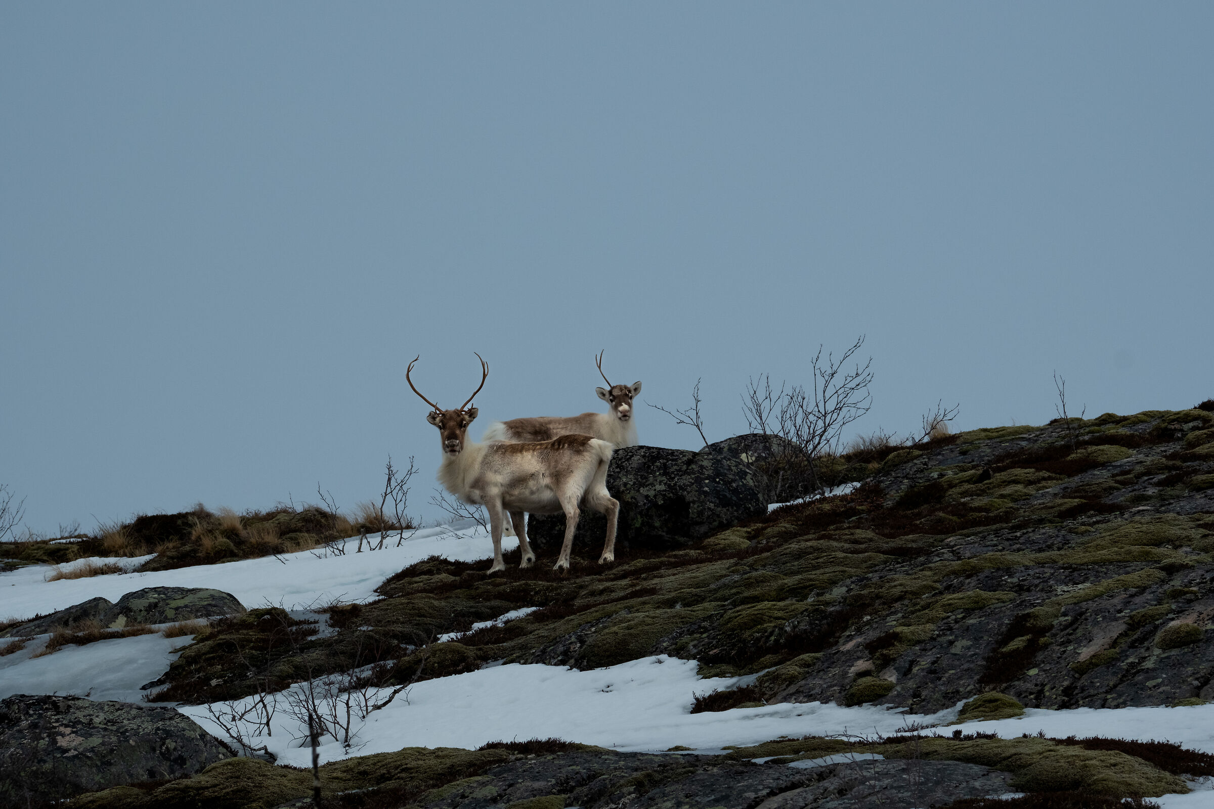 reindeers in Senja...