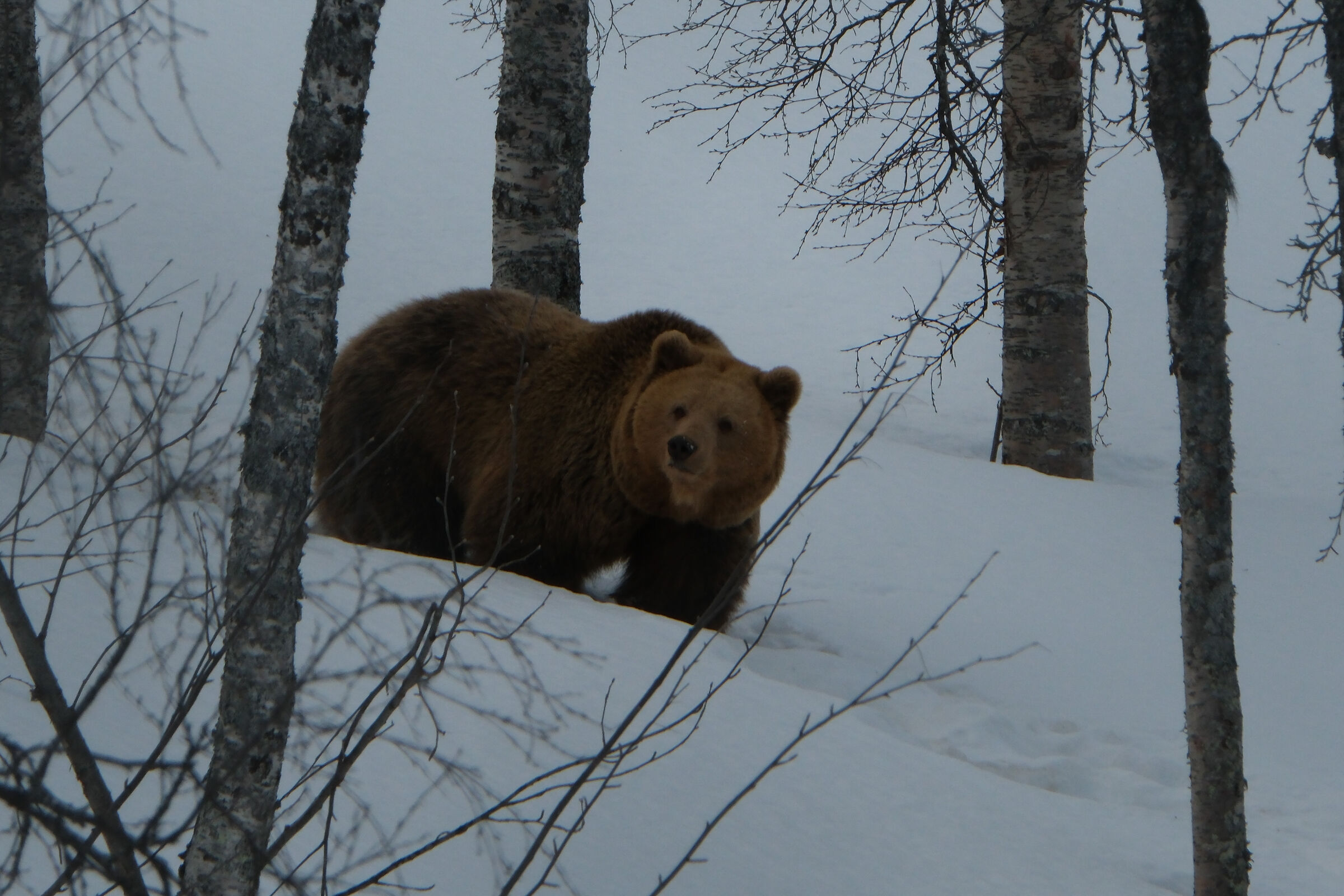 bear...