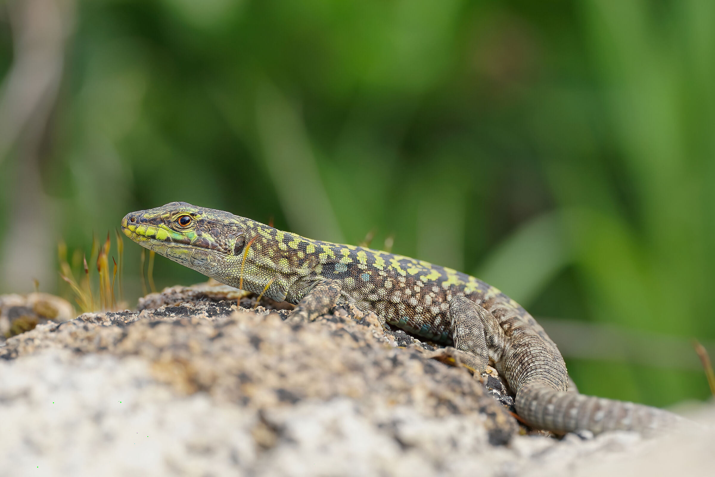 field lizard (Podarcis siculus)...