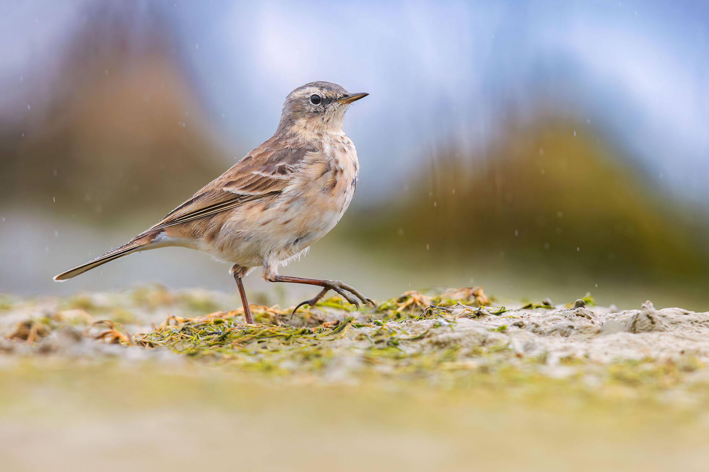 Water pipit...