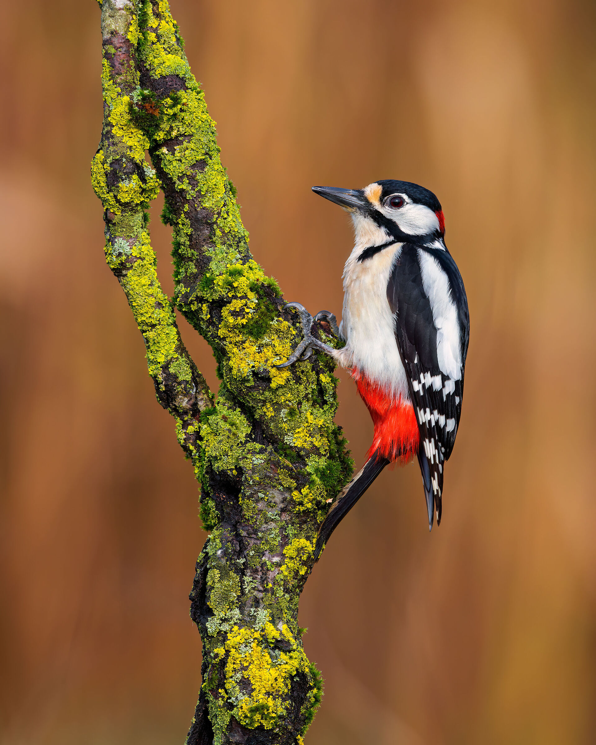 Great Spotted Woodpecker...
