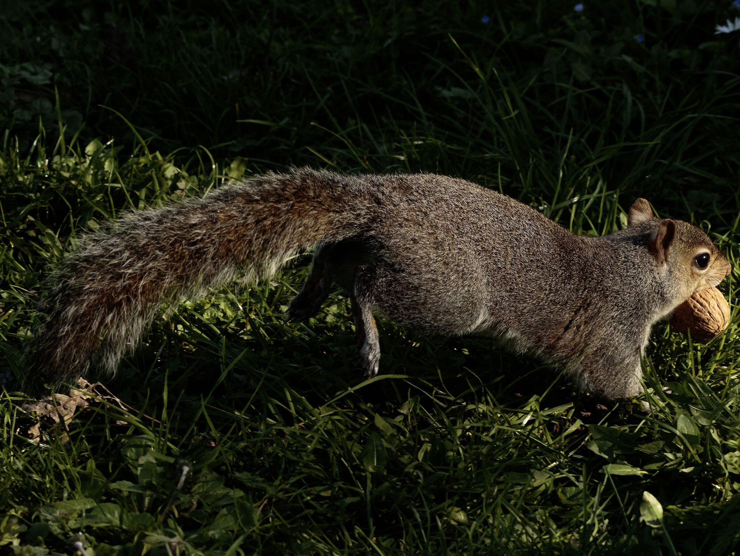 Grey squirrel running Legnano MI 14/03/2024...