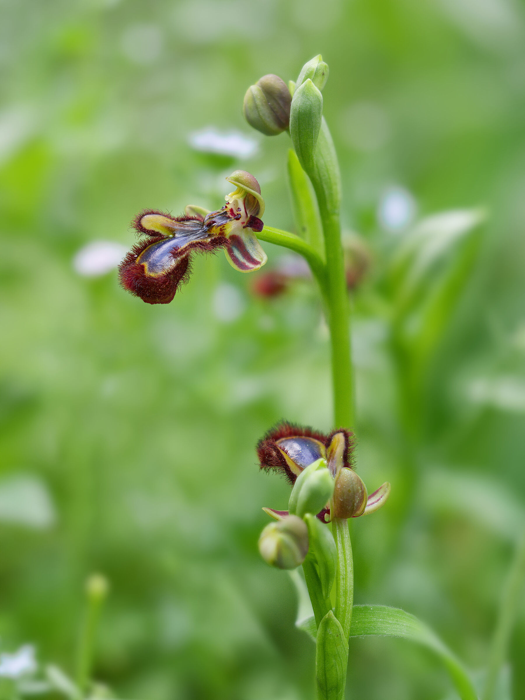 Ophrys speculum...