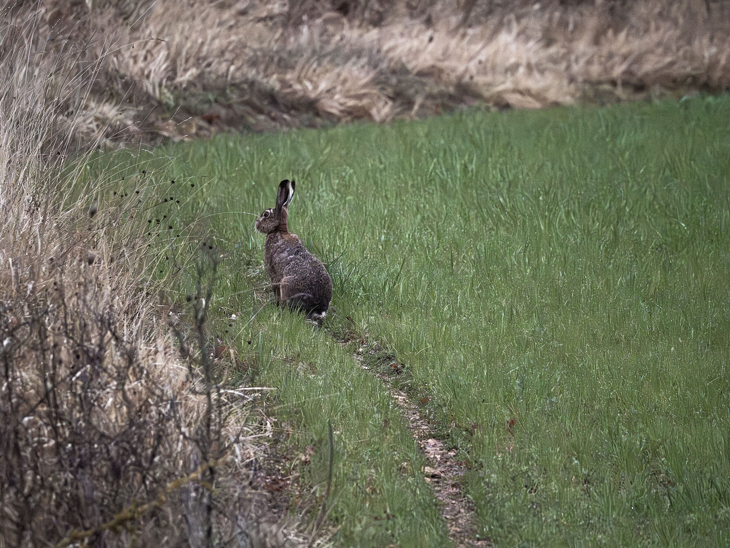With the hope that the path is safe, I walk it...