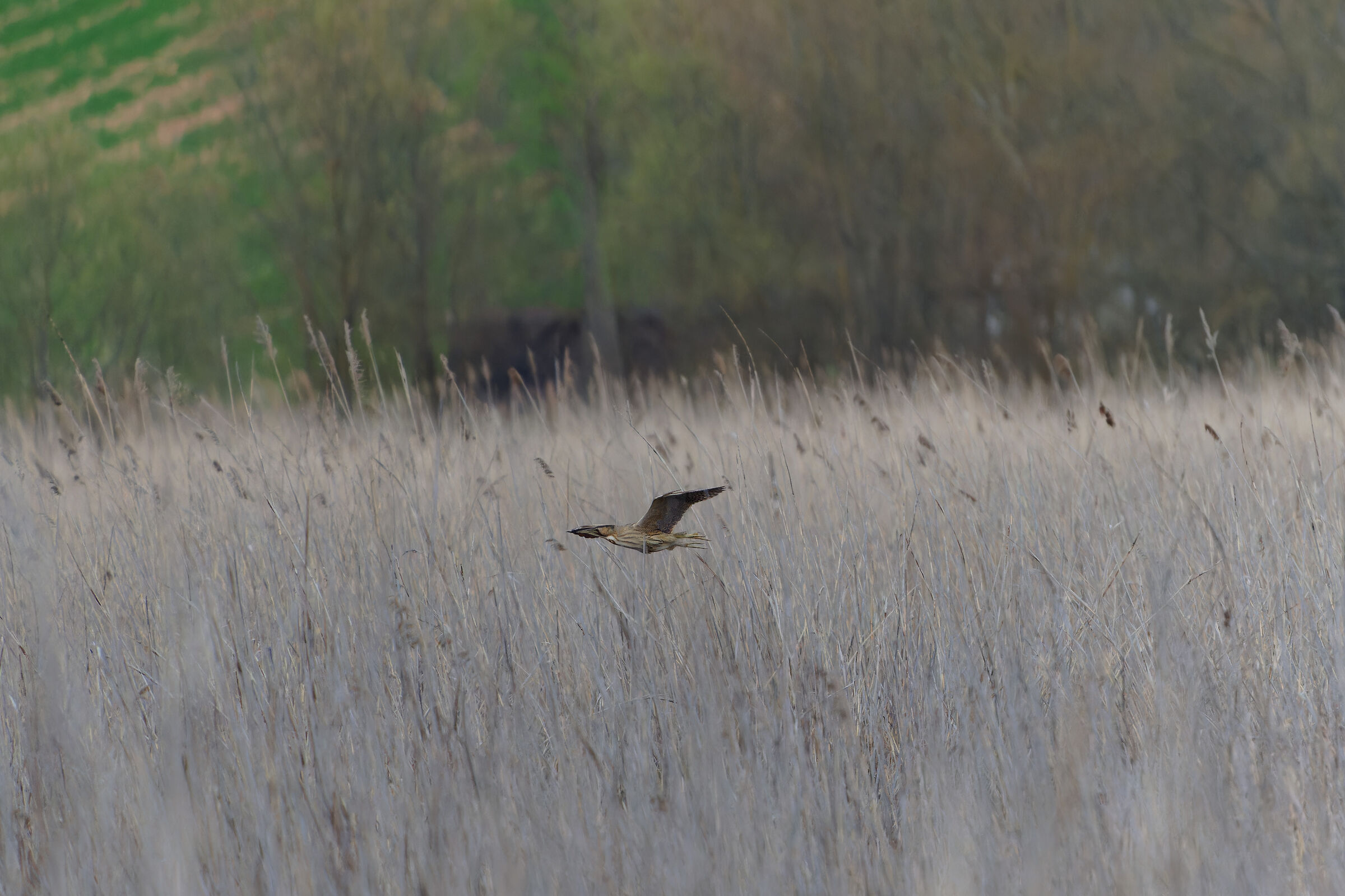 A stealthy dash to the Bittern......
