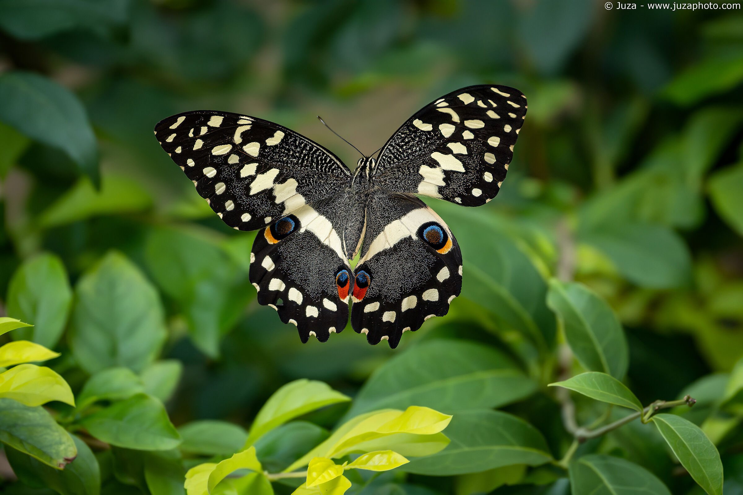 Citrus Swallowtail (Papilio demodocus)...