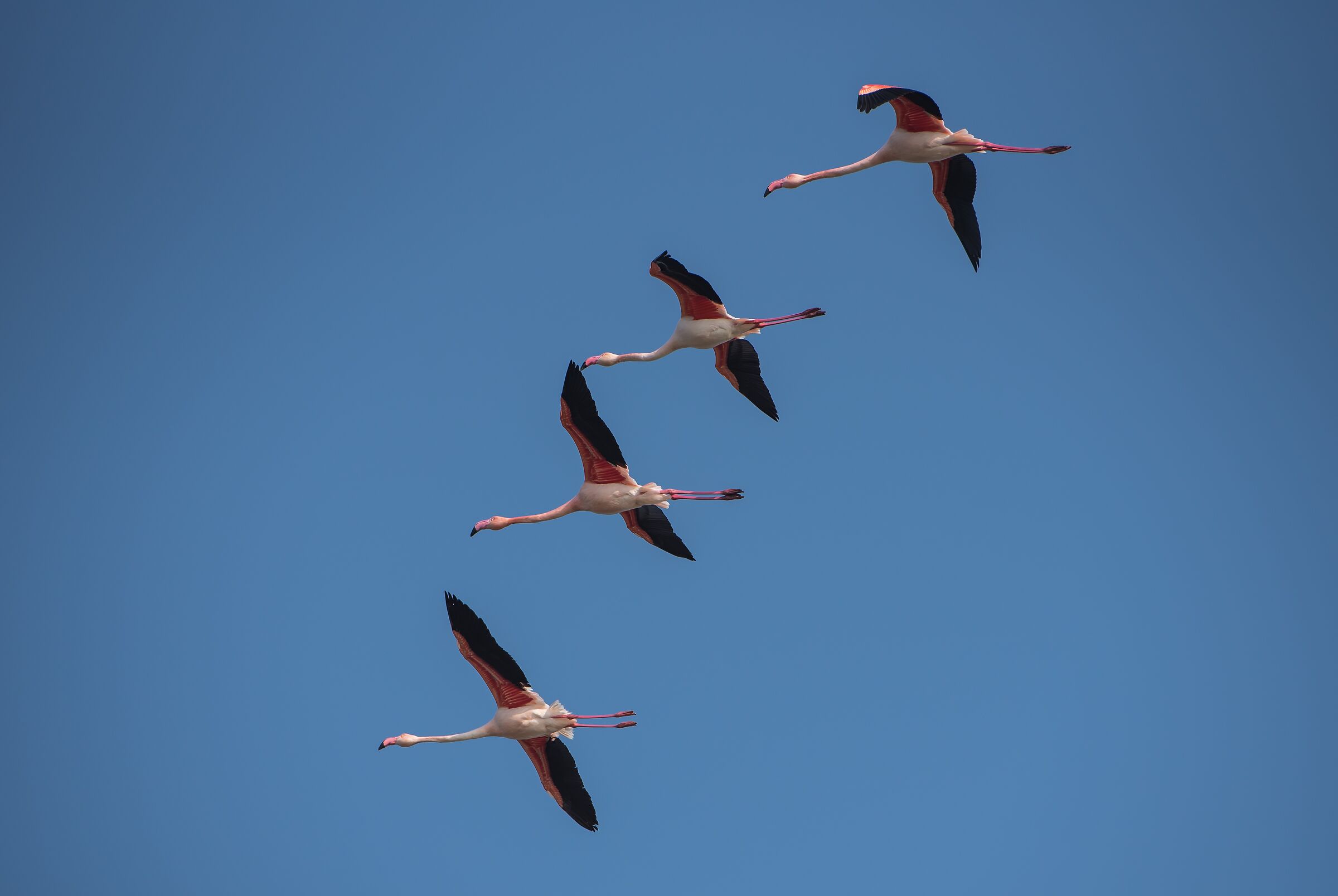 Flamingos in formation...