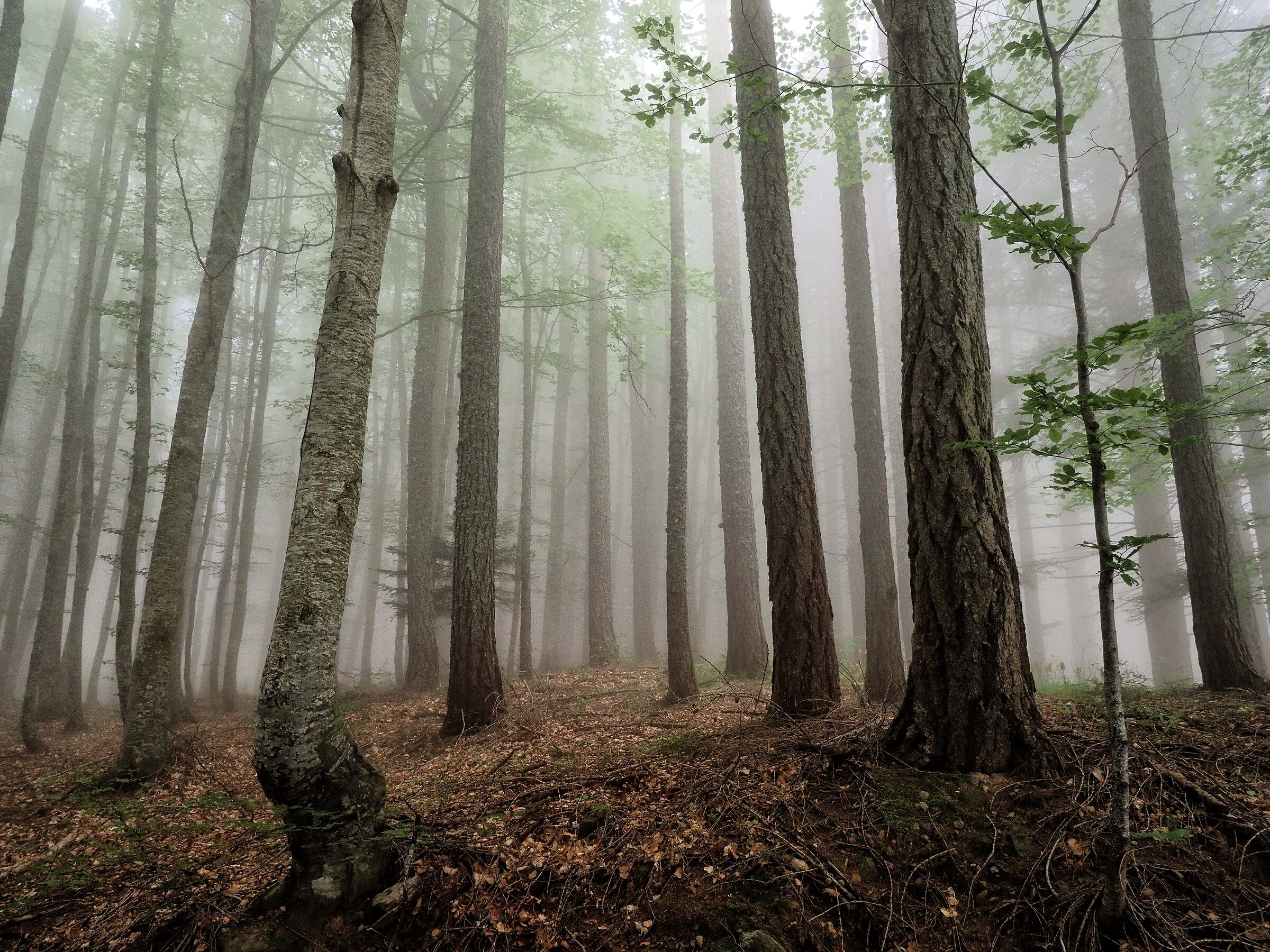 Low clouds in the forest...