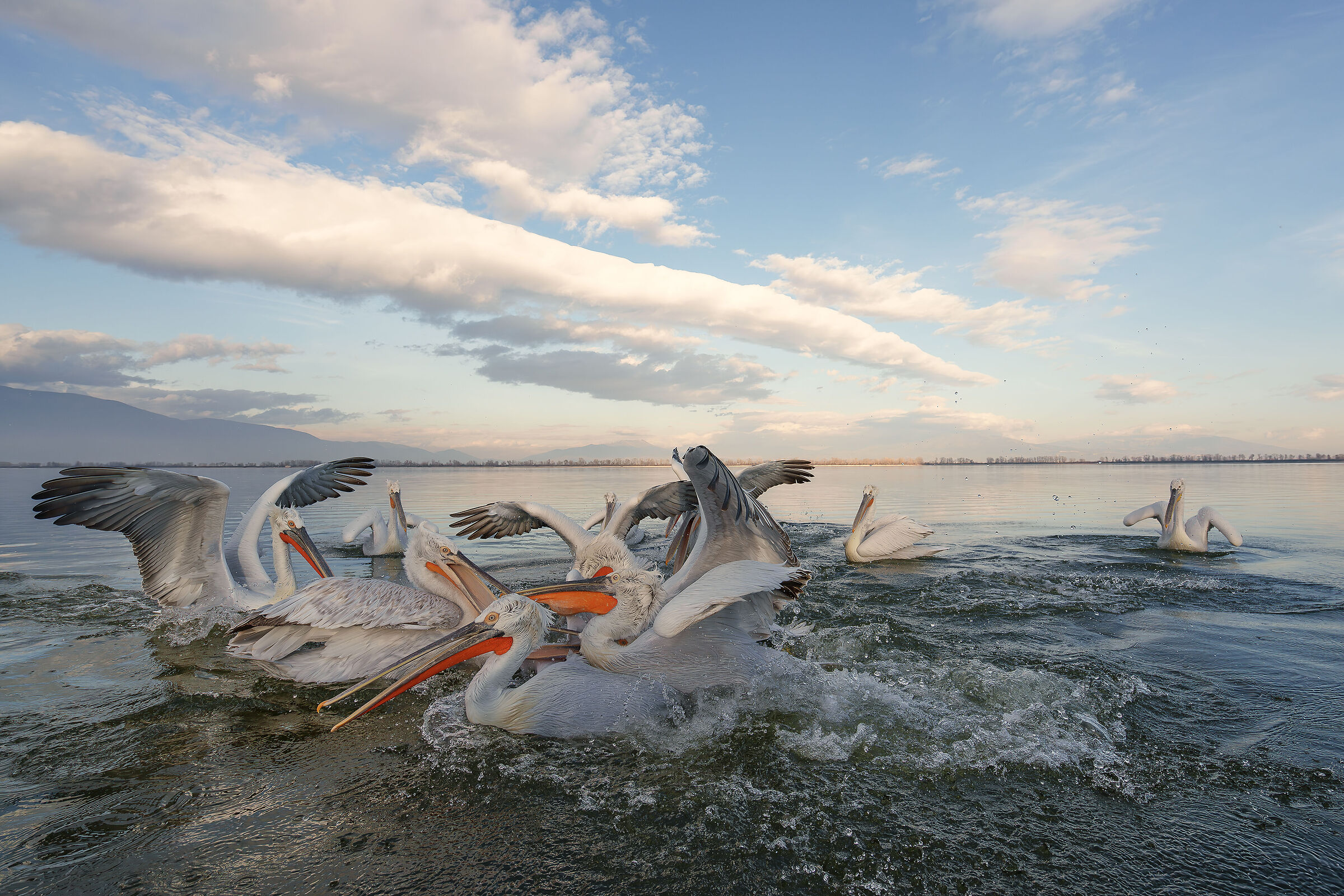 Curly Pelicans - Heaped...