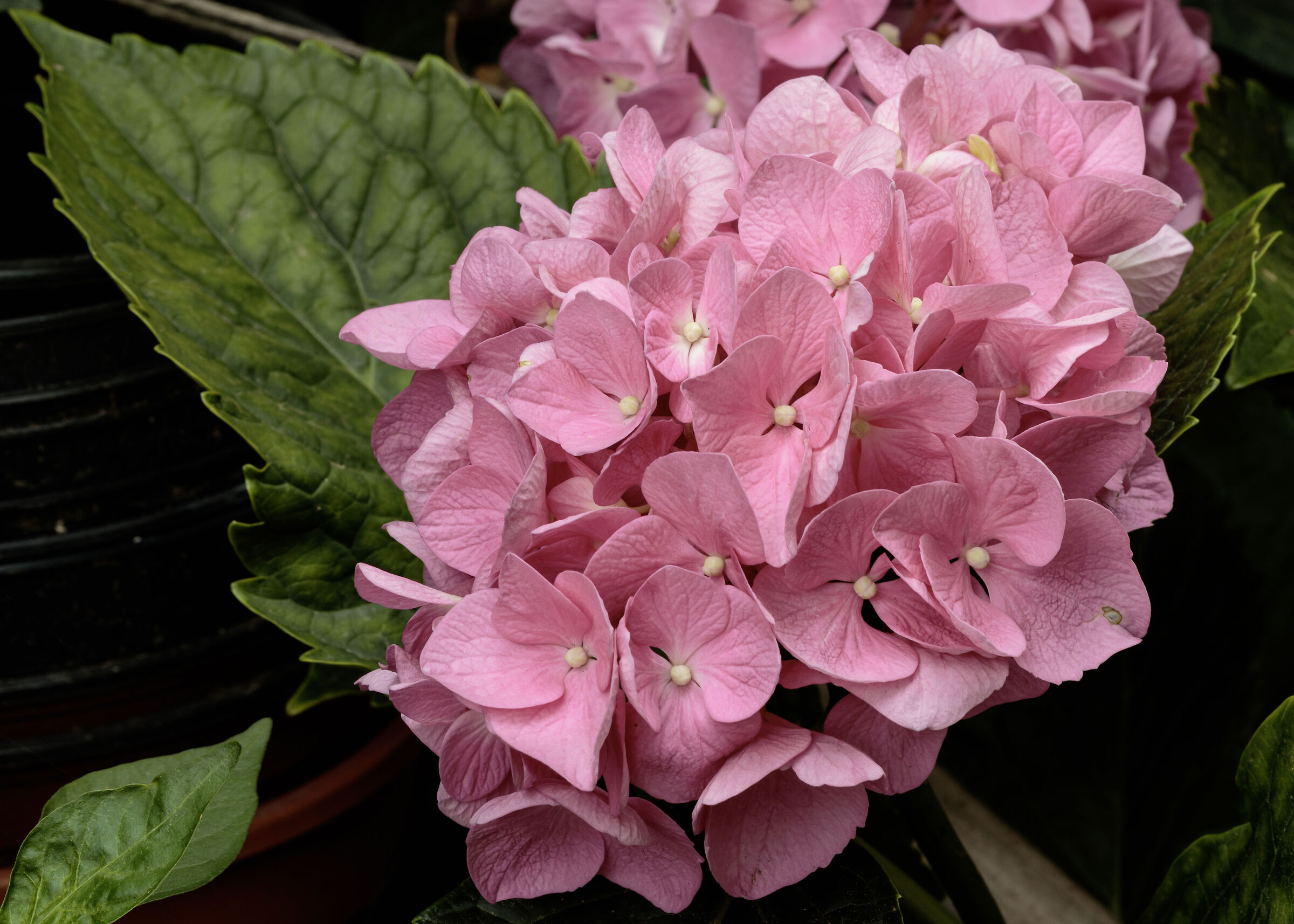Pink hydrangeas in my garden Cesano M. 29/06/2023...