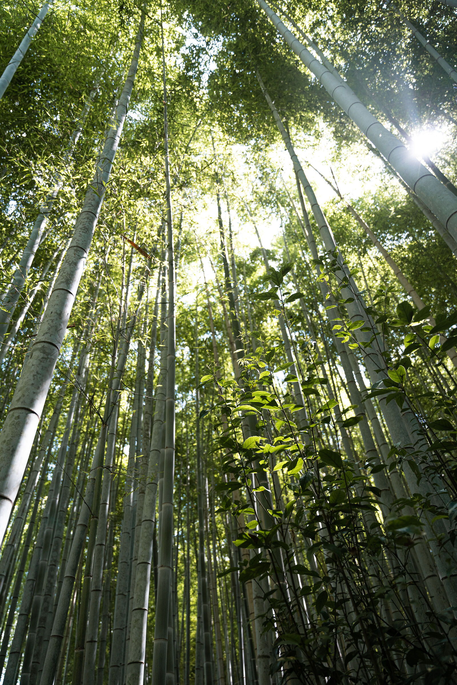 Foresta di Bamboo...