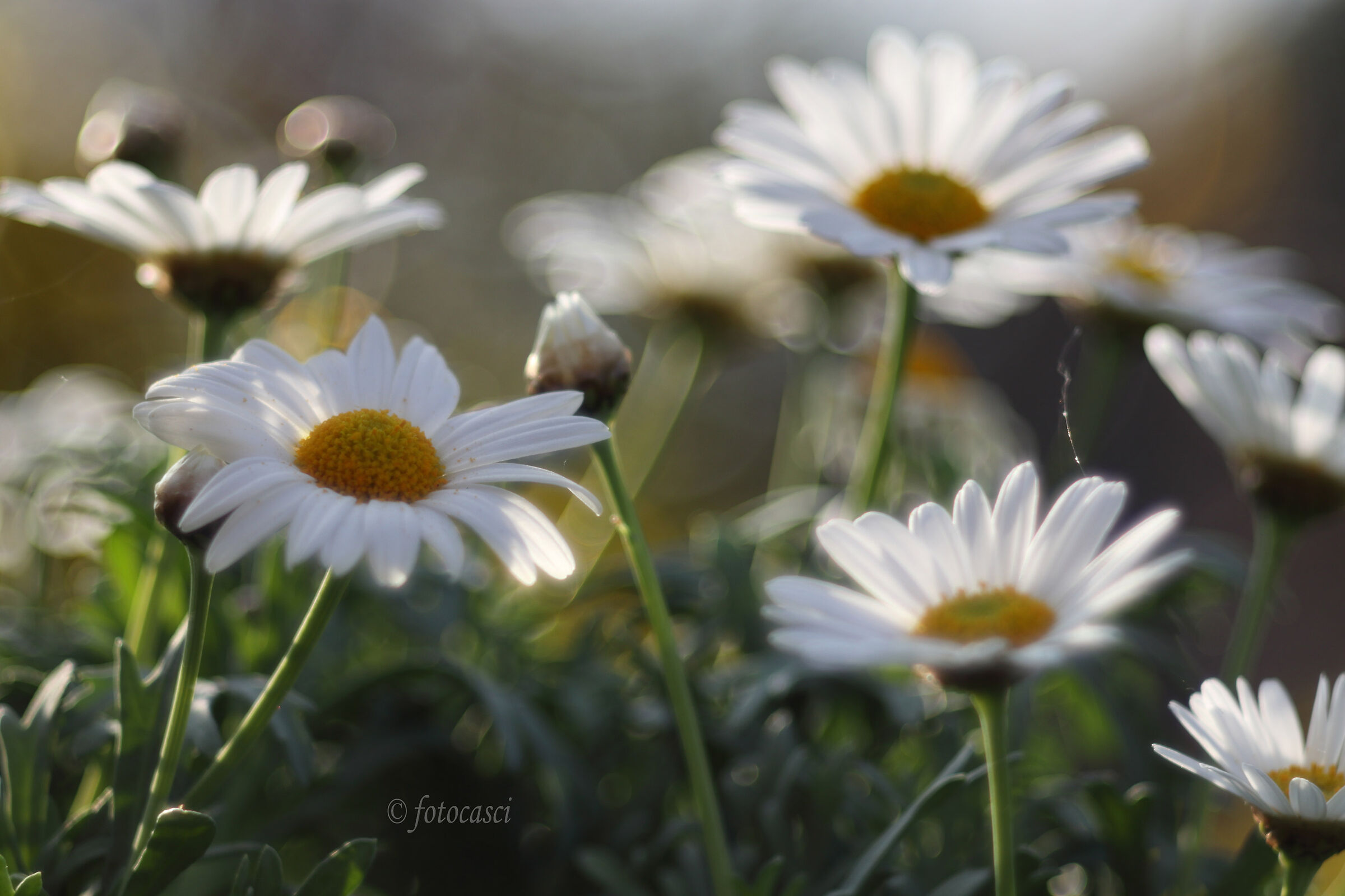 daisies with bubbles:)...