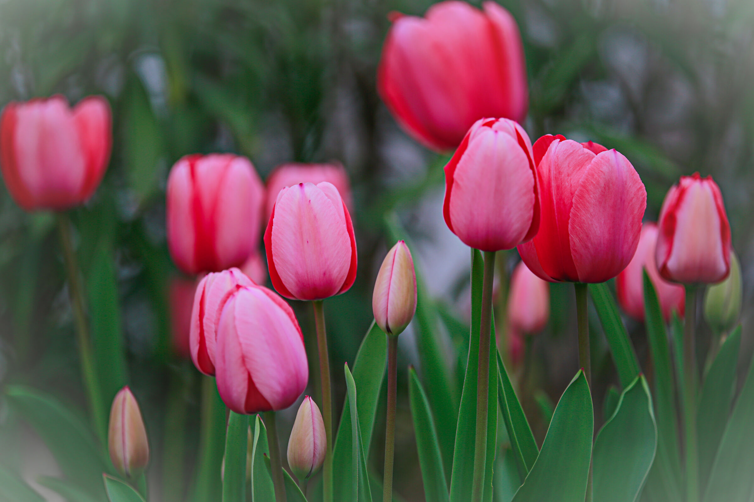 Pink tulips...